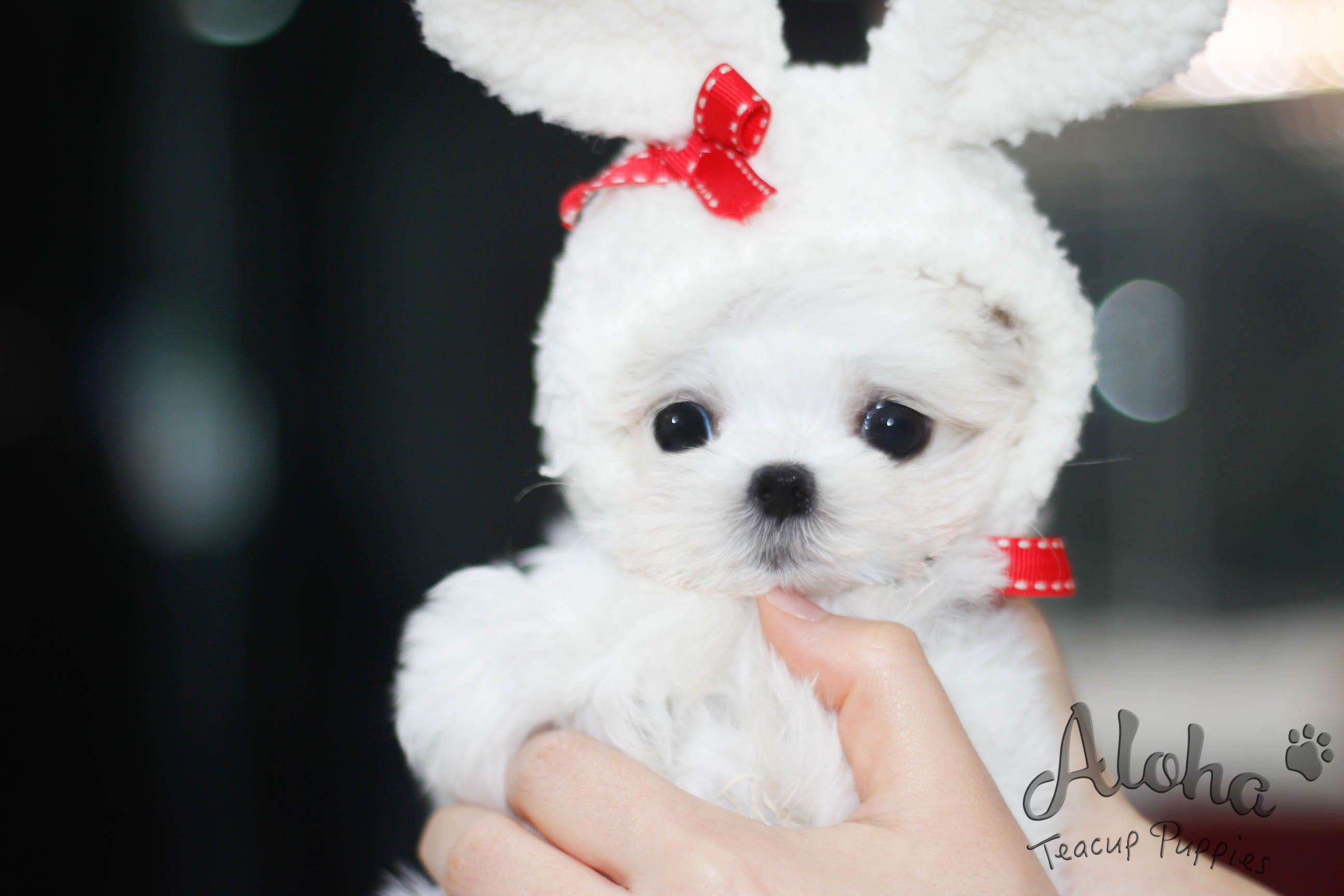 Sold to Tien, Woody [TEACUP MALTESE]