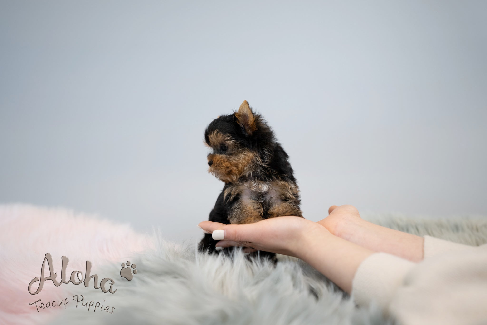 Fanny [TEACUP YORKIE]