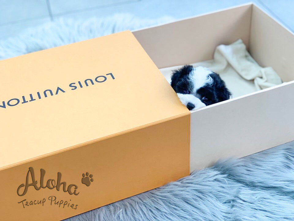 Damie [TEACUP POODLE]