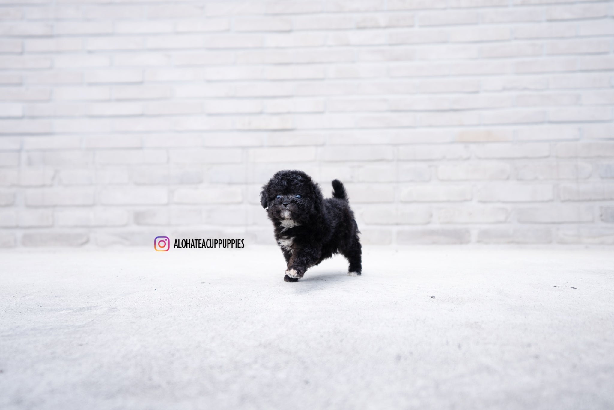 Maeve [TEACUP POODLE]