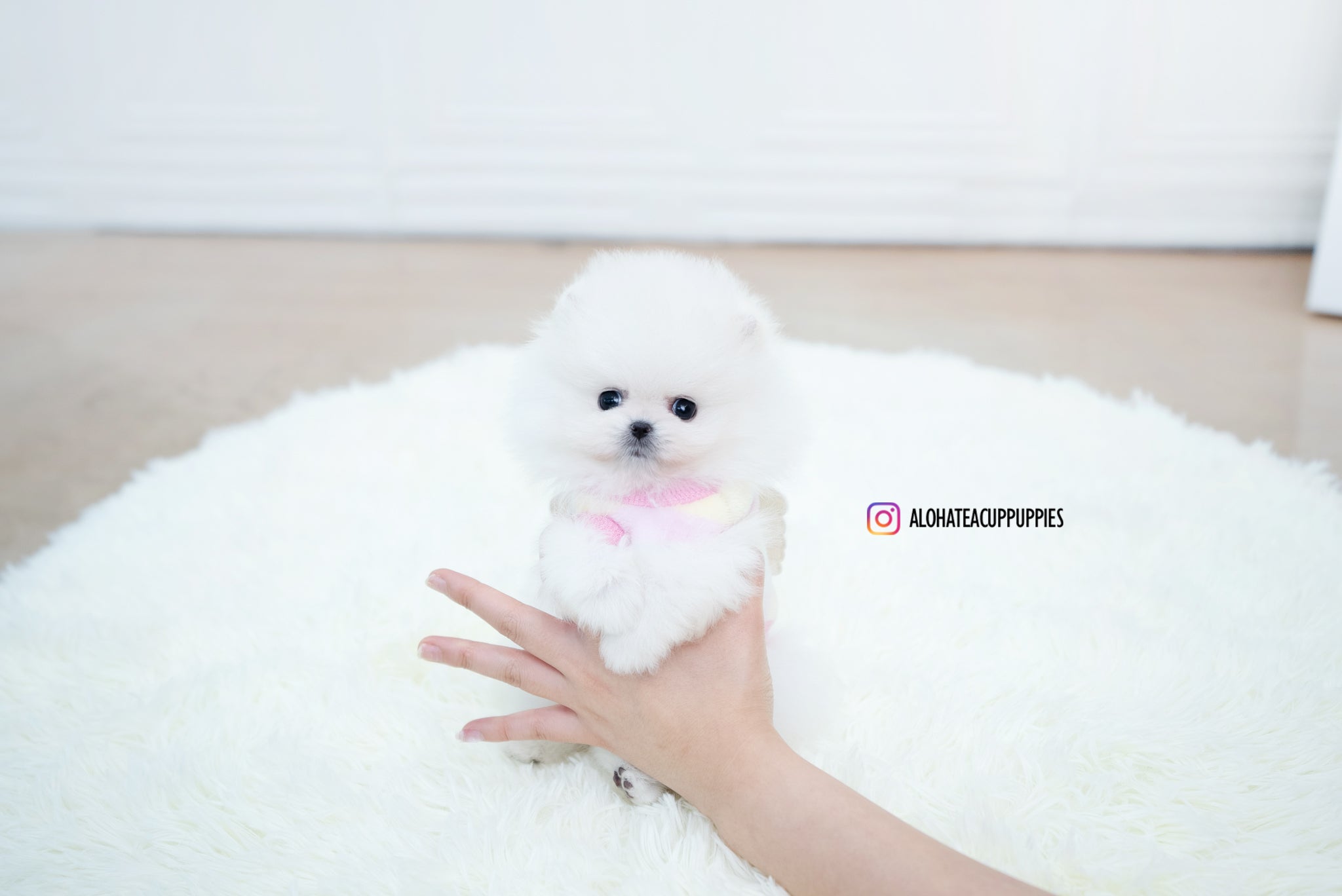 Enzo [POMERANIAN]