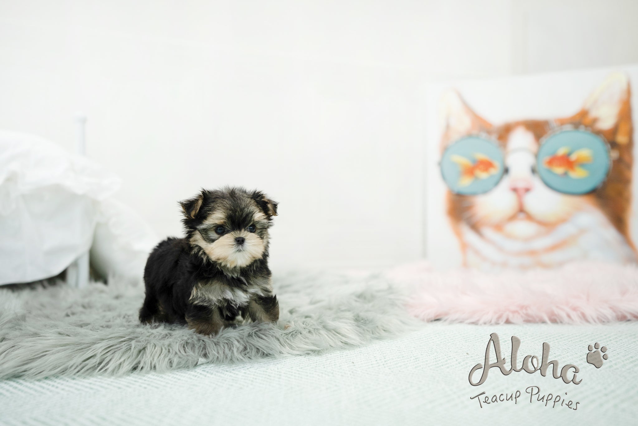 Oliver [TEACUP morkie]