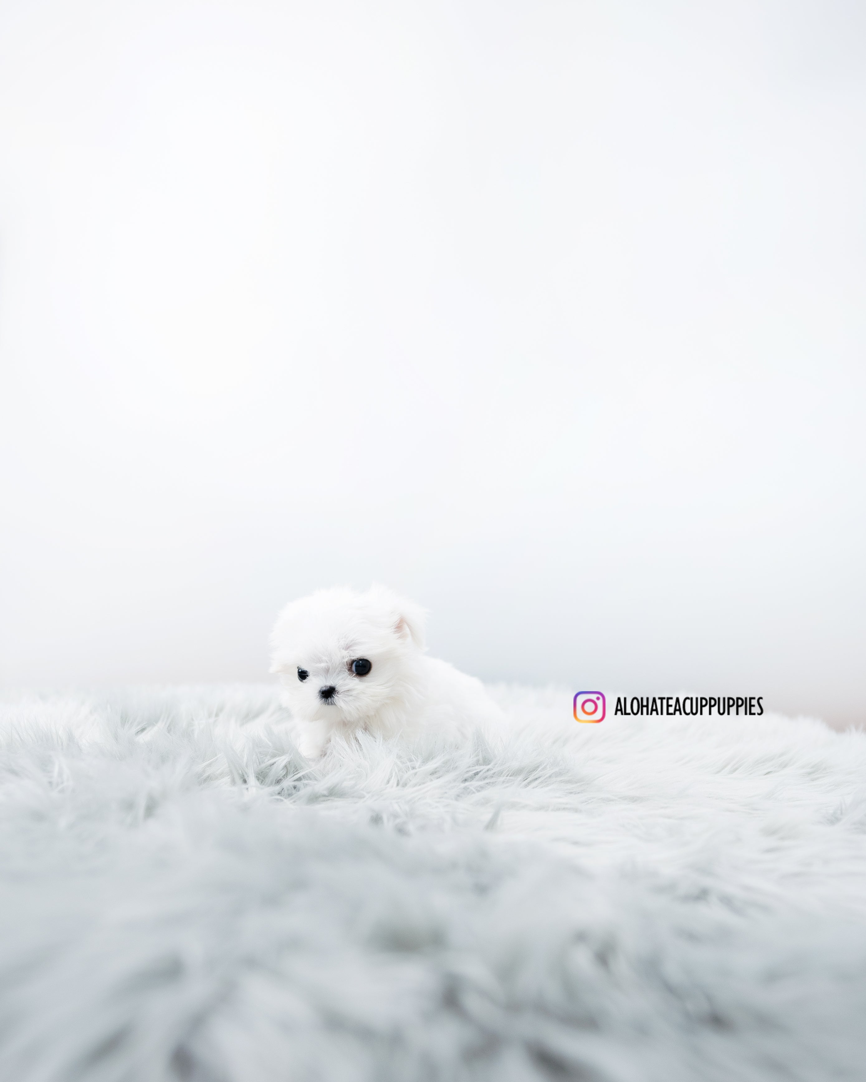 Aimee [TEACUP MALTESE]