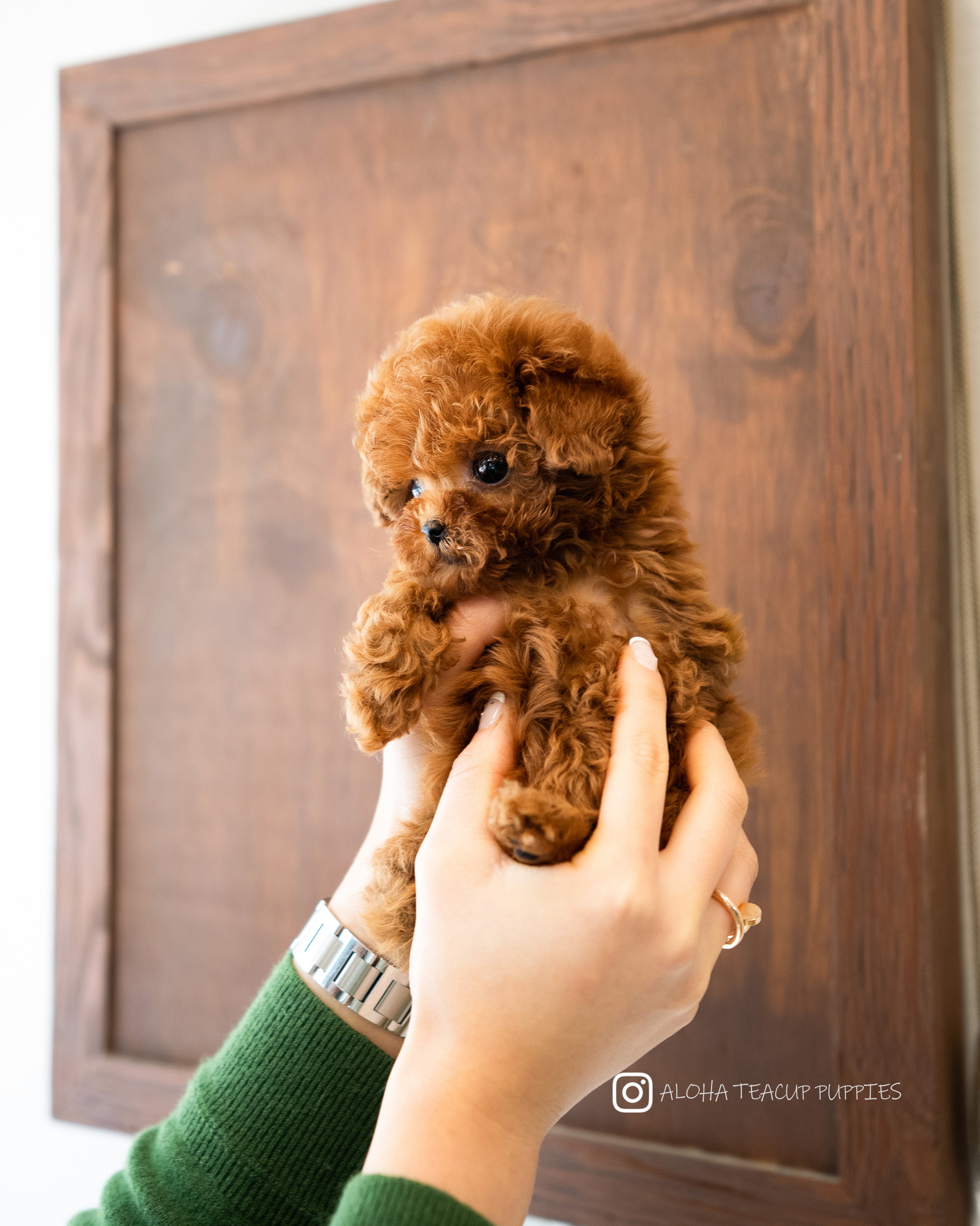 Cora [TEACUP POODLE]