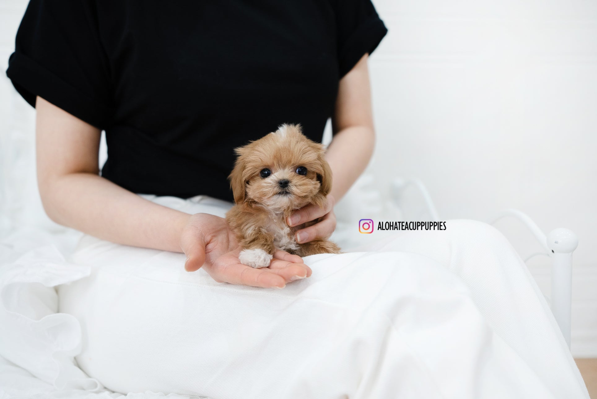 Nora [TEACUP MALTIPOO]