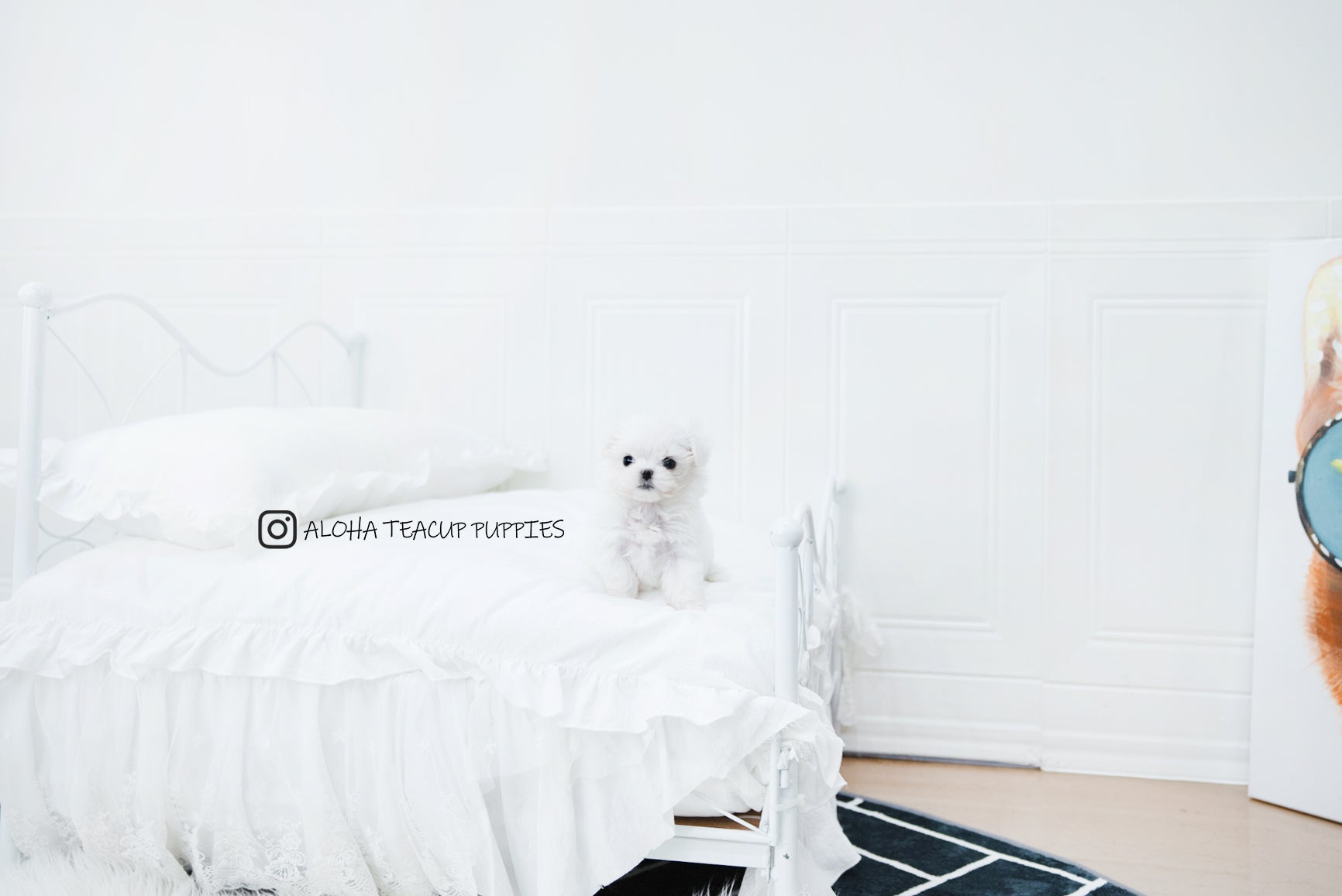 Asher [TEACUP MALTESE]