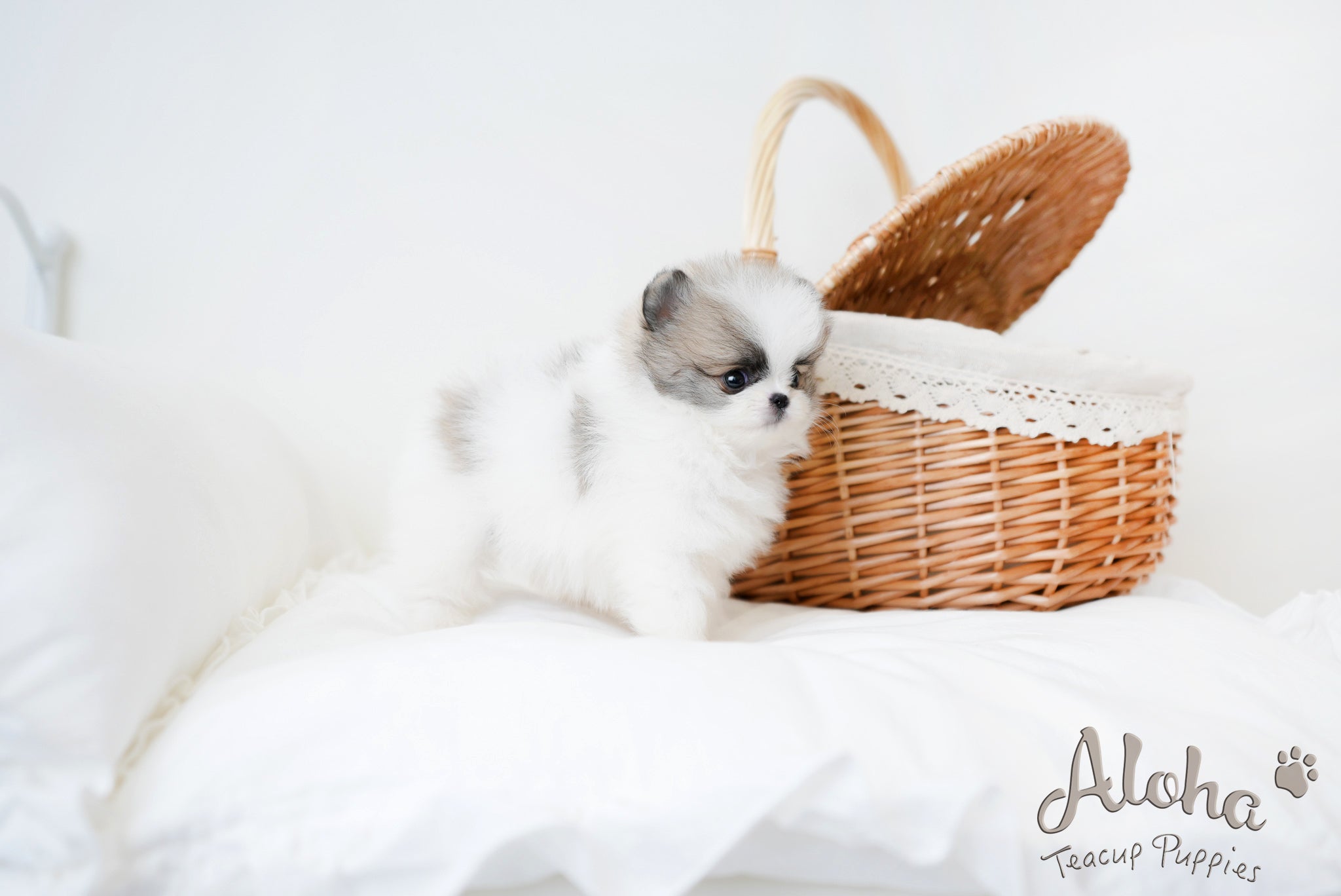 Lukas [TEACUP POMERANIAN]