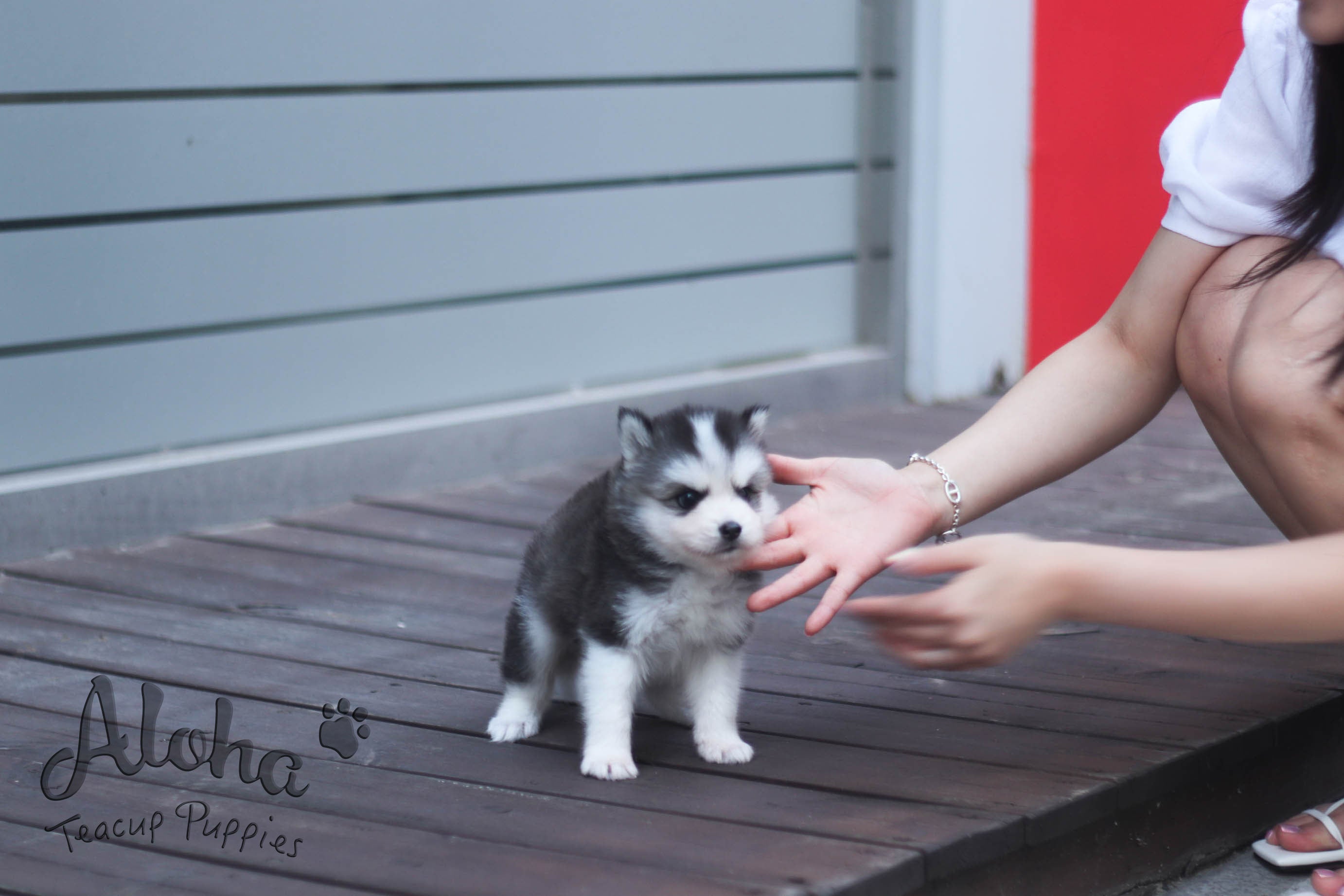 售予Maytinee，鲨鱼 [茶杯哈士奇混波美拉尼亚犬]