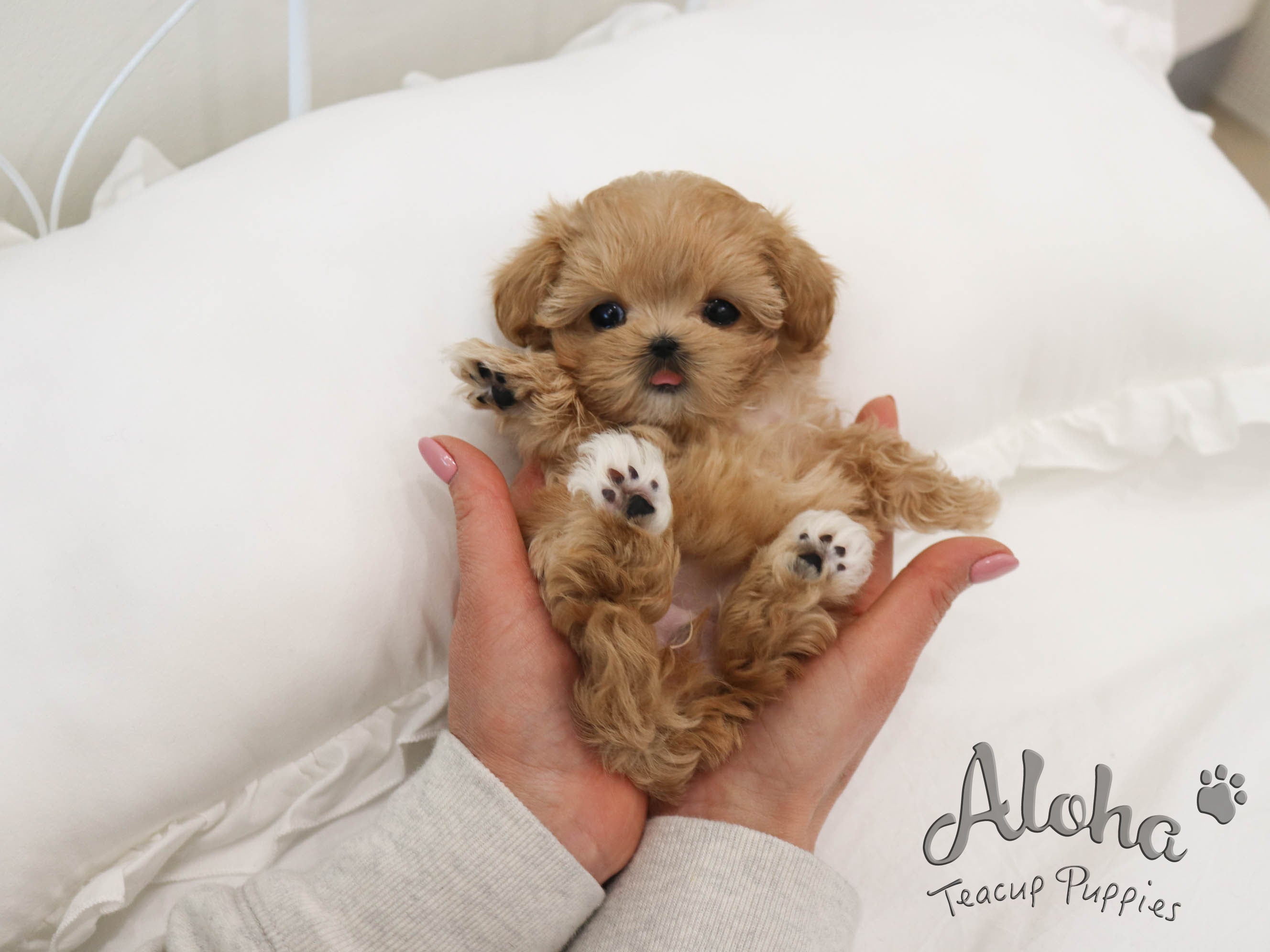 Lola [TEACUP MALTIPOO]