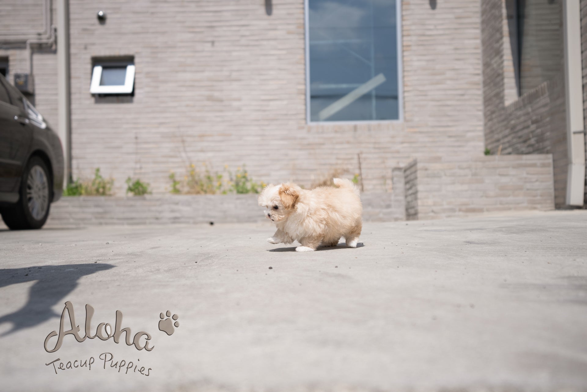Mia [TEACUP MALTIPOO]