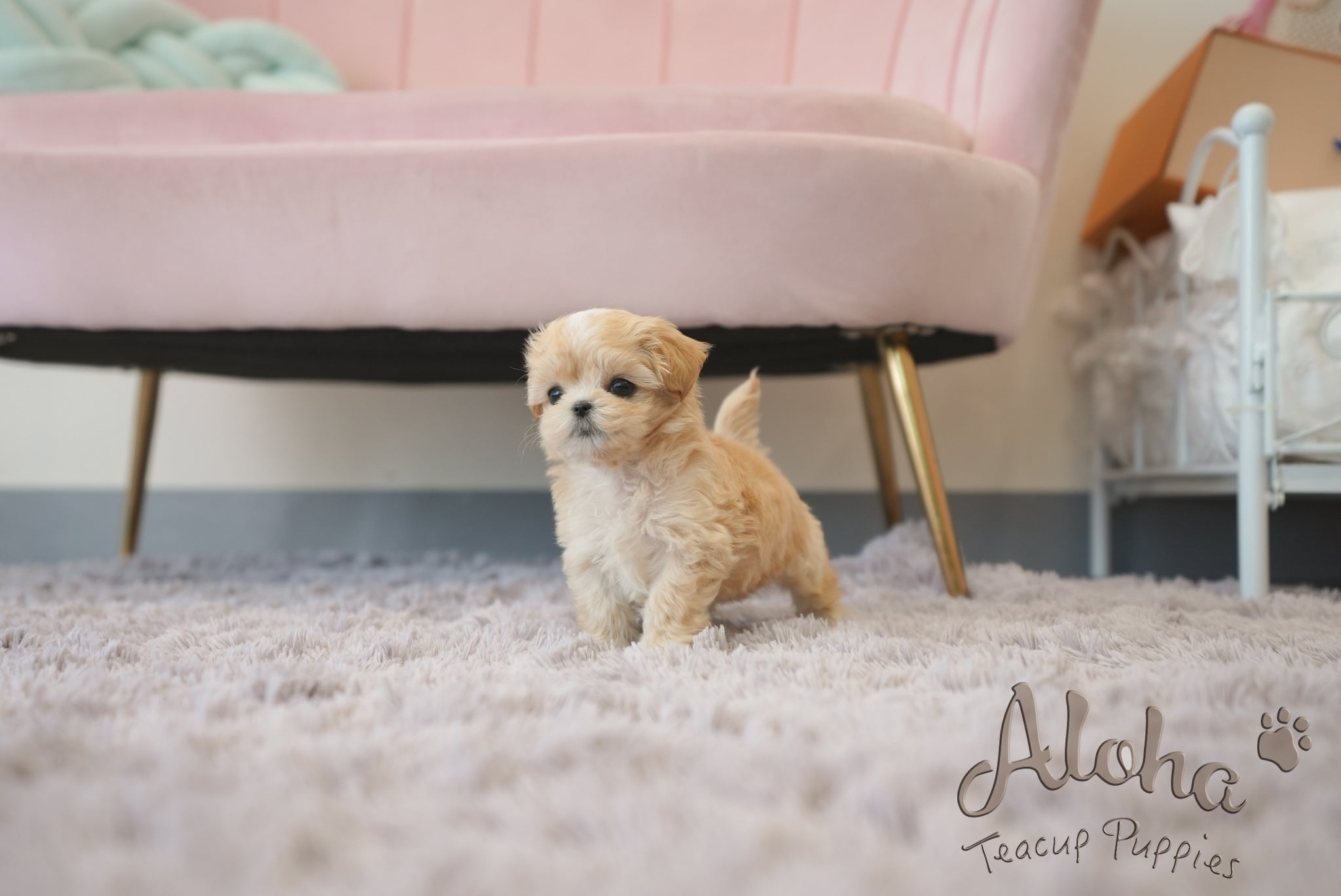 Mila [TEACUP Maltipoo]