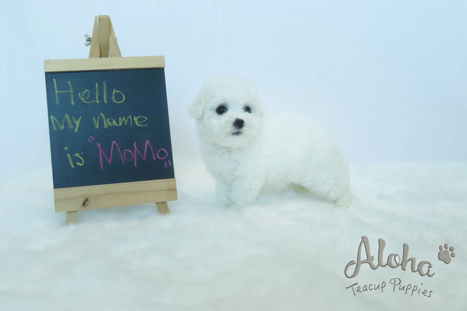 Sold to Amanda, MOMO - [Teacup Bichon]