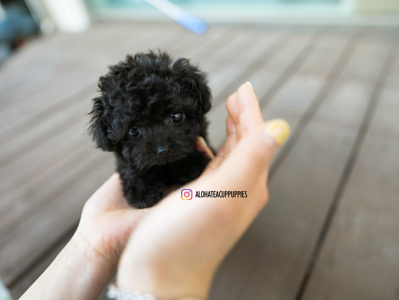 Billie [TEACUP POODLE]