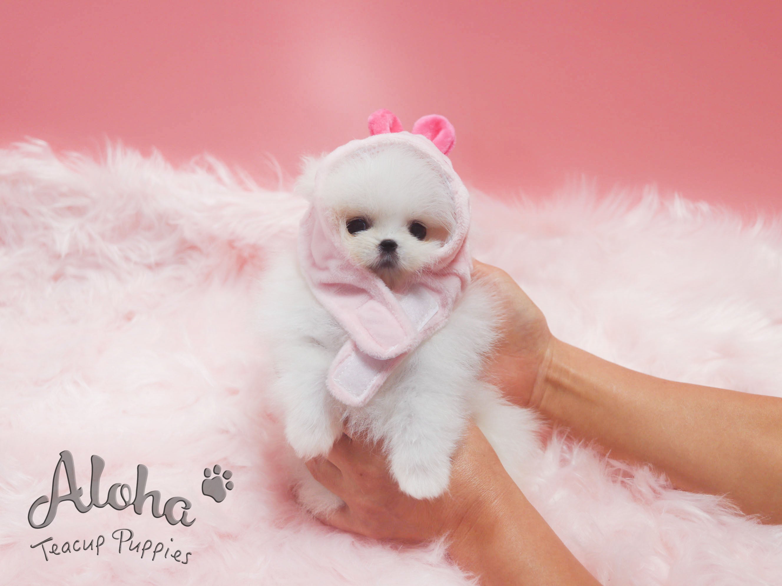 OLAF [TEACUP POMERANIAN]