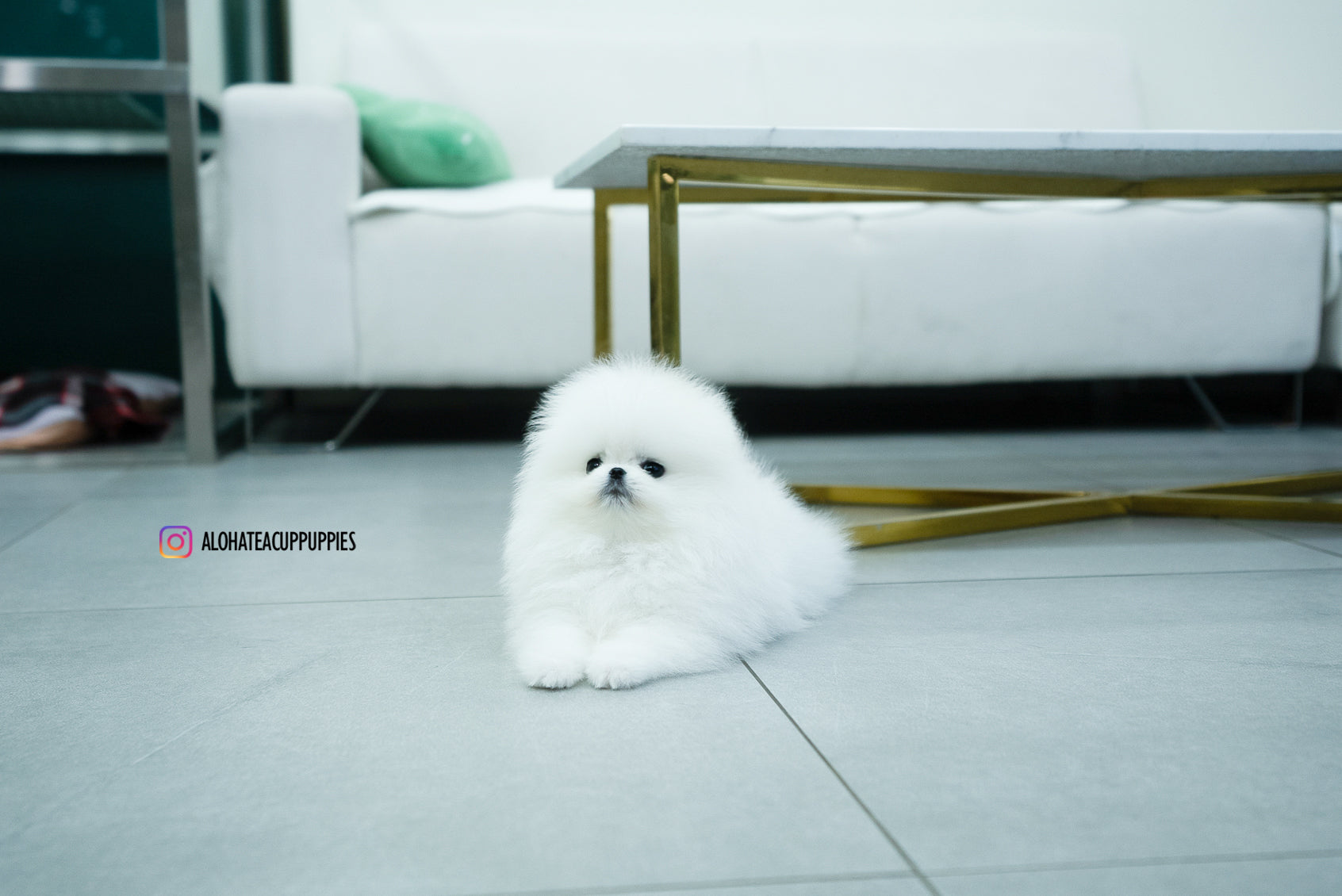 Aphrodite [TEACUP POMERANIAN]