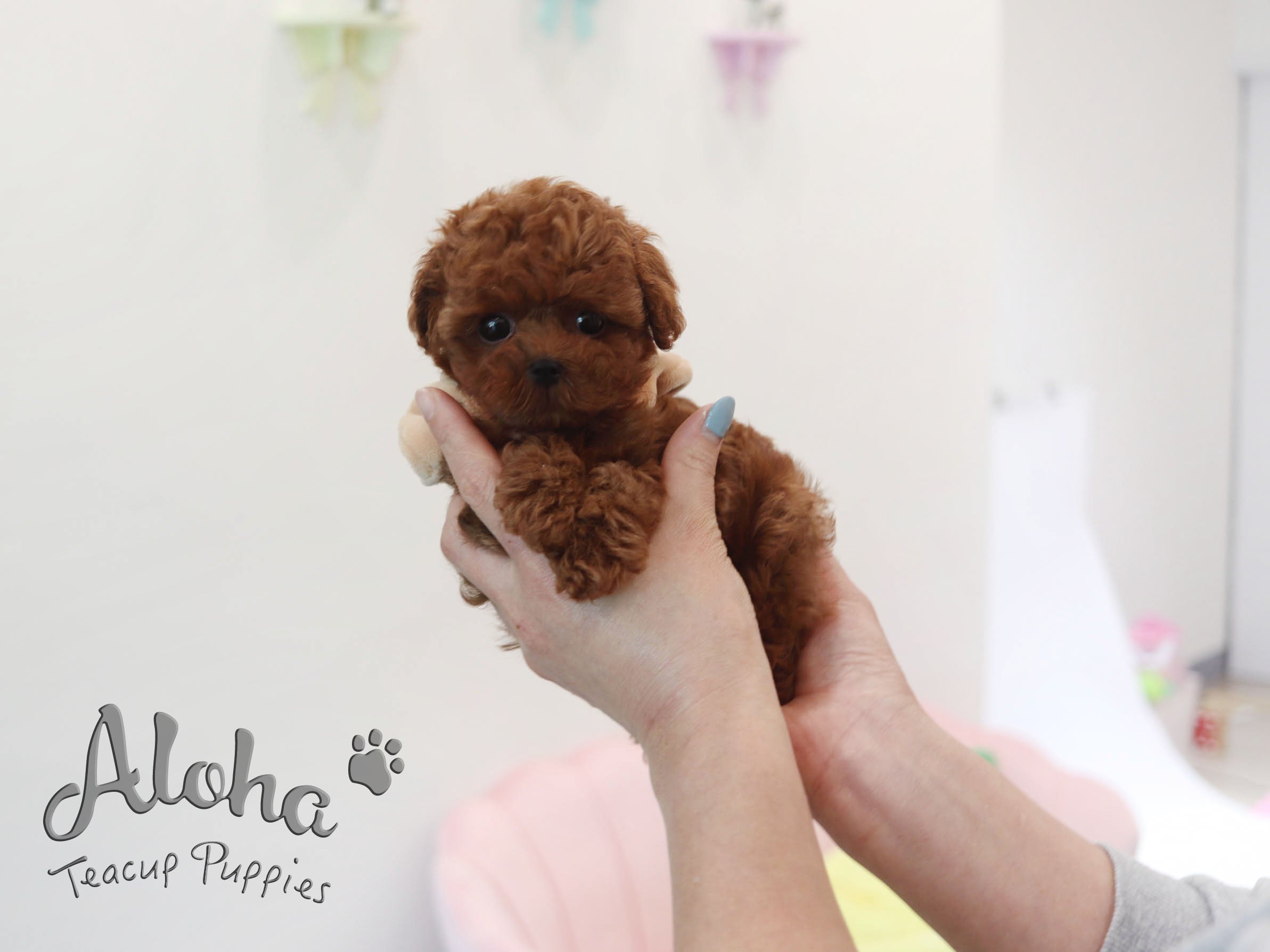 Merry [TEACUP Poodle]