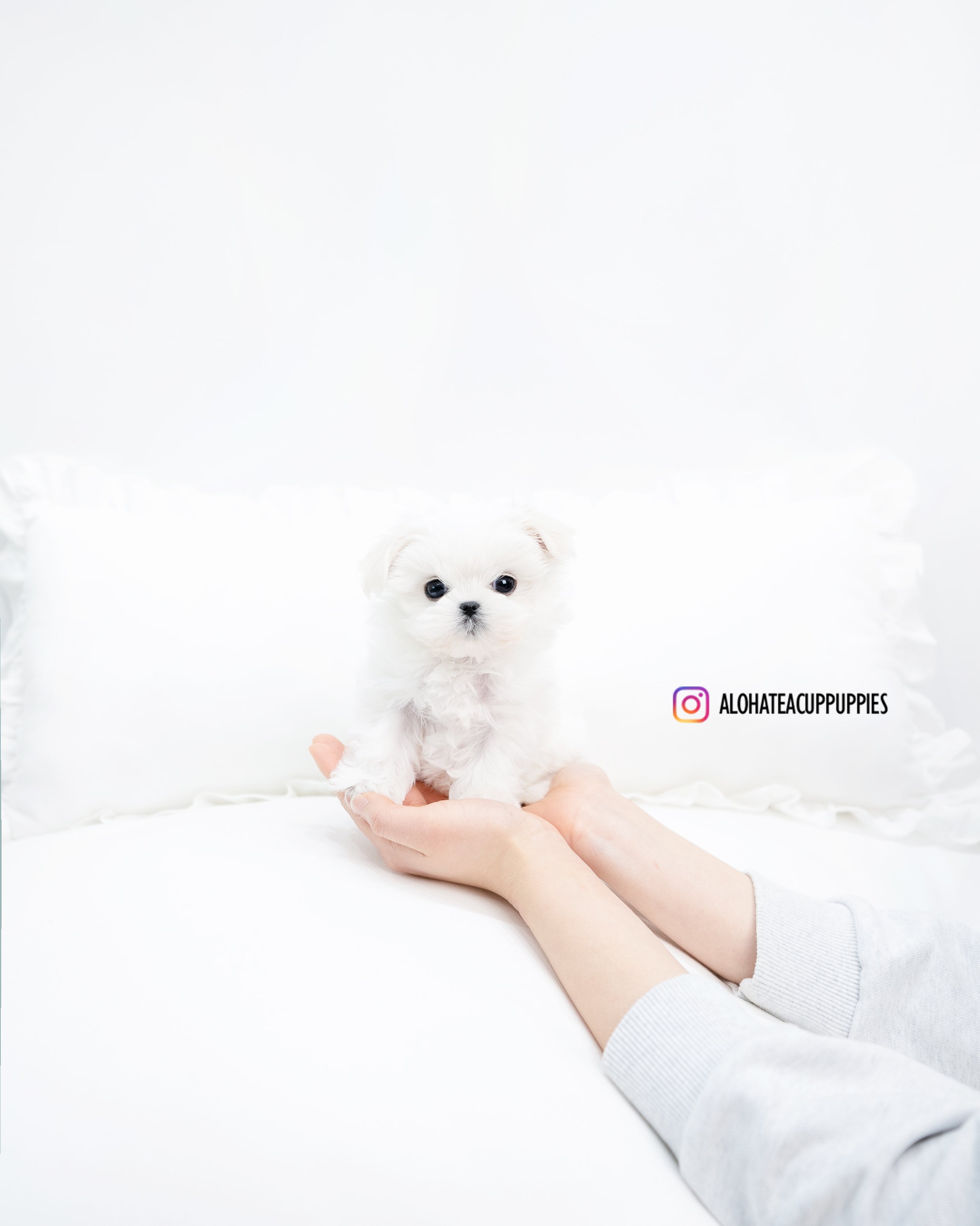 abel [TEACUP MALTESE]