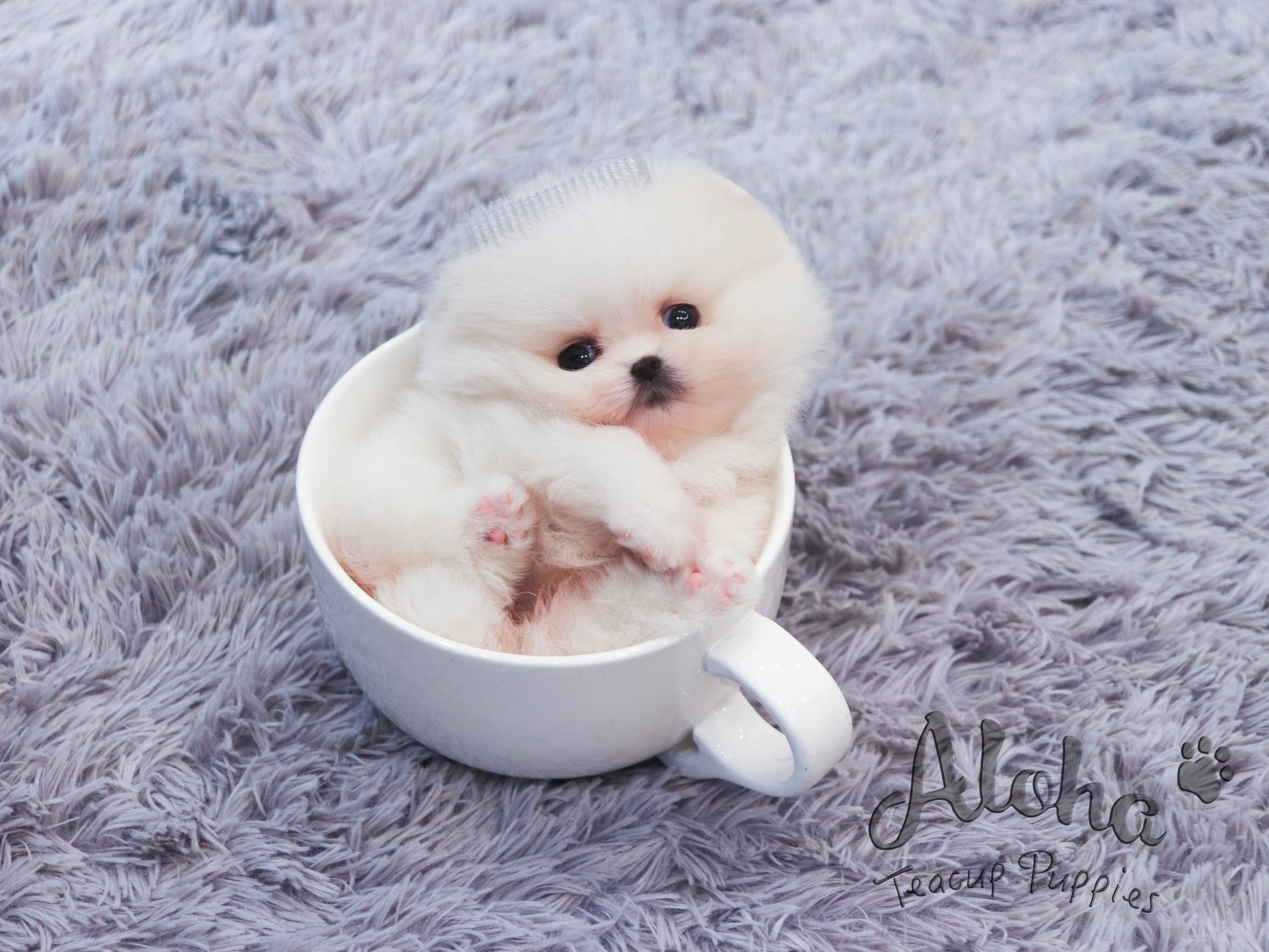 May [TEACUP POMERANIAN]