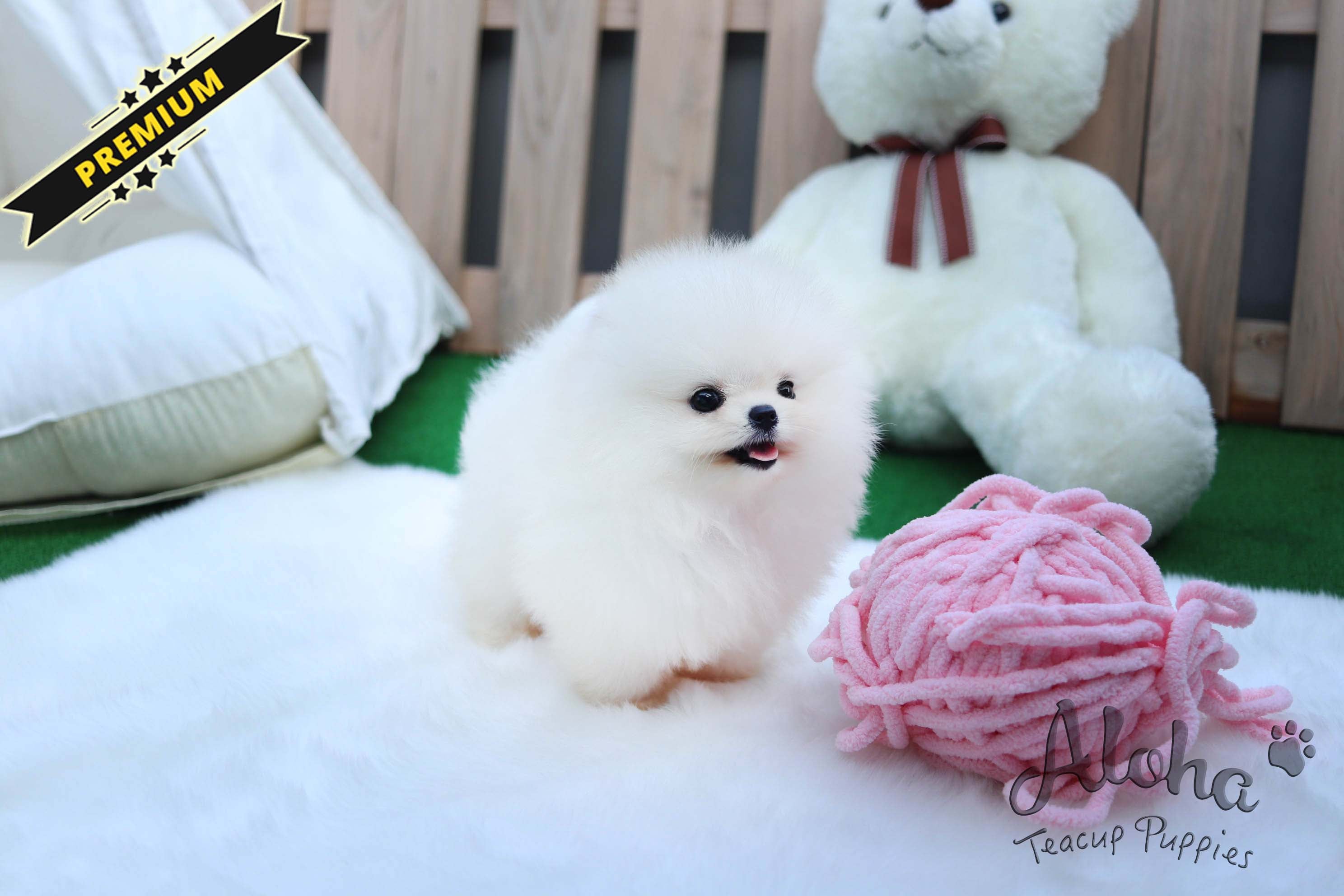 Vendido a Gamez, CHANEL [POMERANIA TAZA DE TÉ]