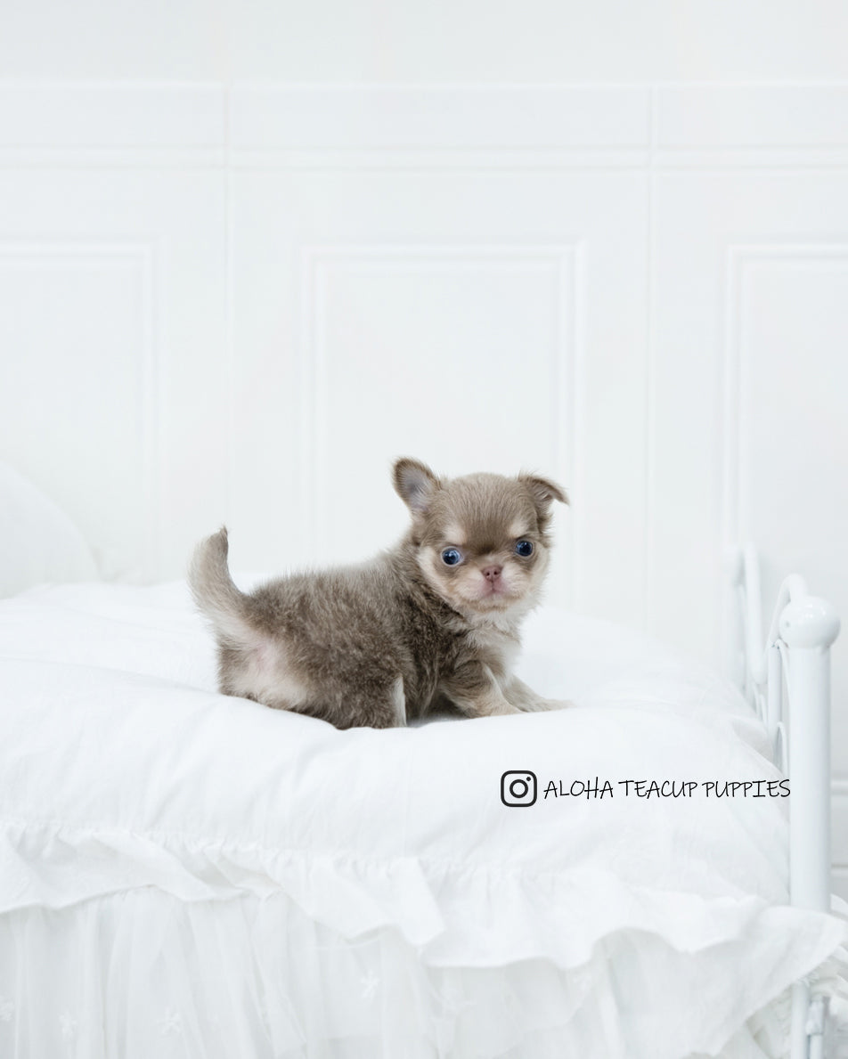 Hugo [CHIHUAHUA]