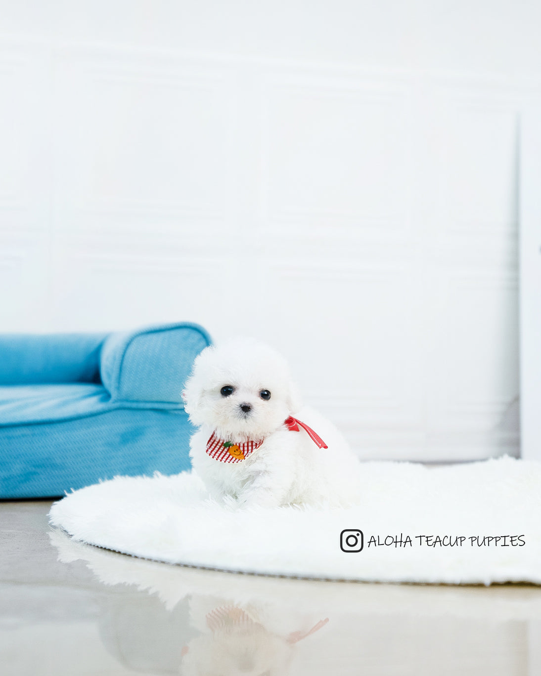 Audrey [TEACUP POODLE]