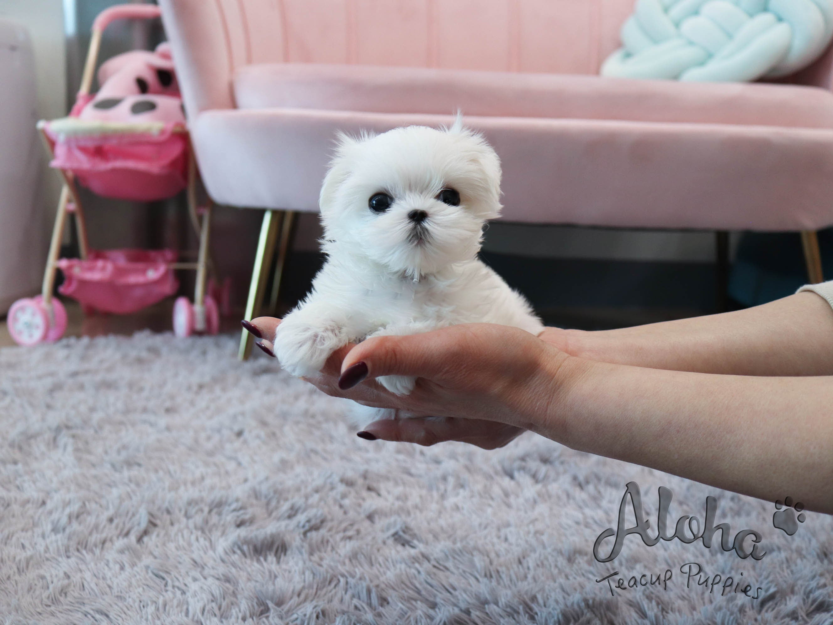 Dorothy [TEACUP MALTESE]