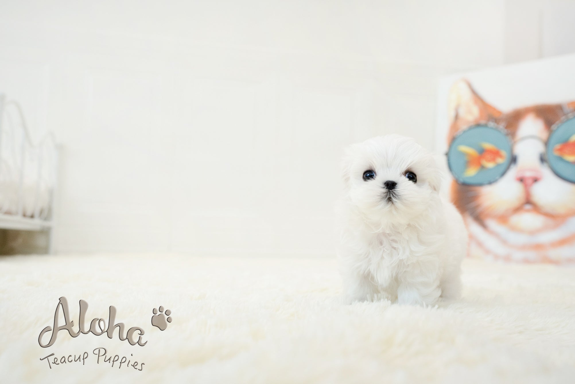 Bonita [TEACUP MALTESE]