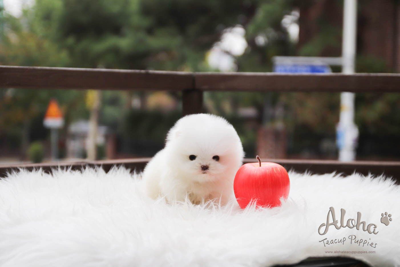 Sold to Diana, MERRY [TEACUP POMERANIAN]