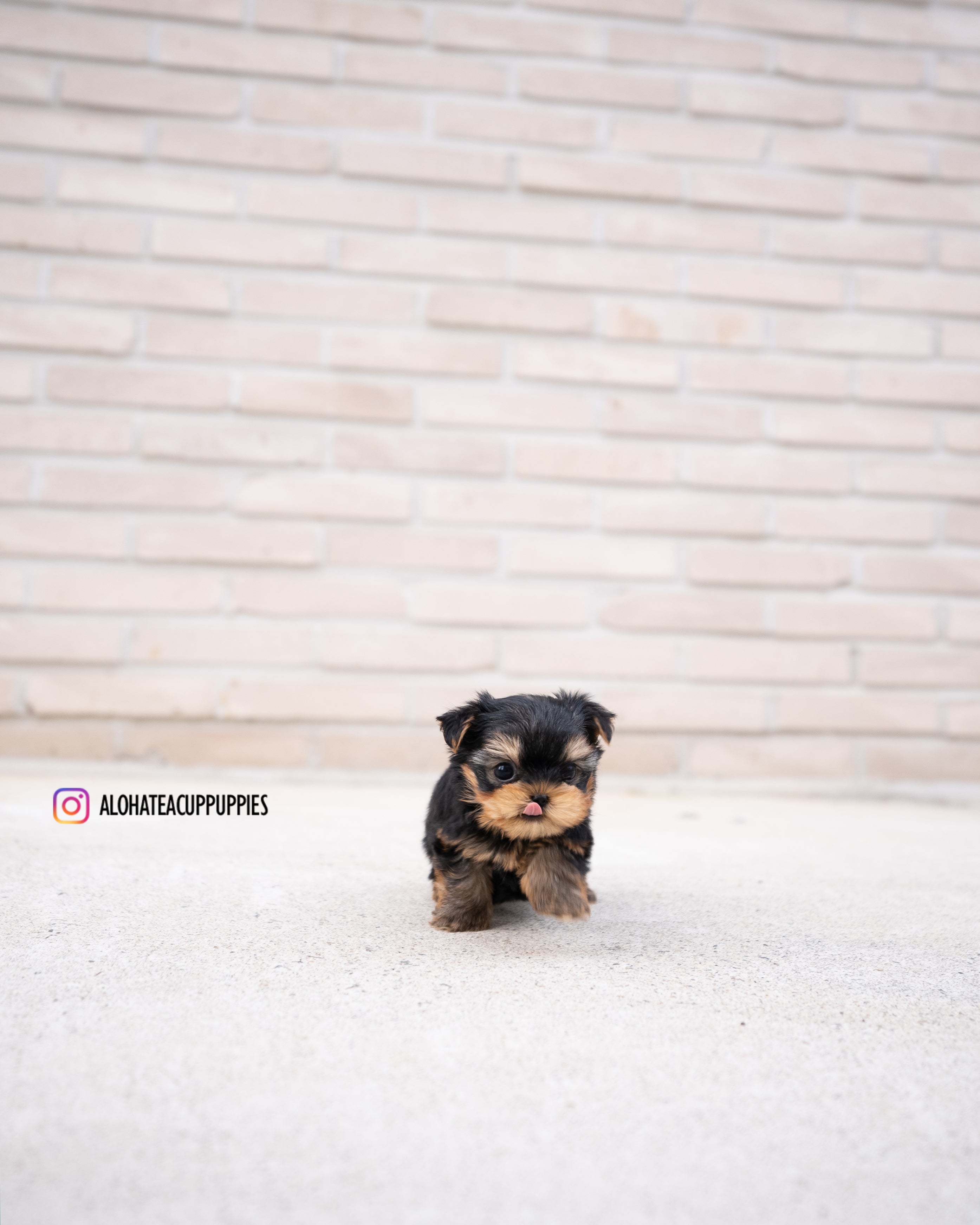 Charlotte [TEACUP YORKIE]