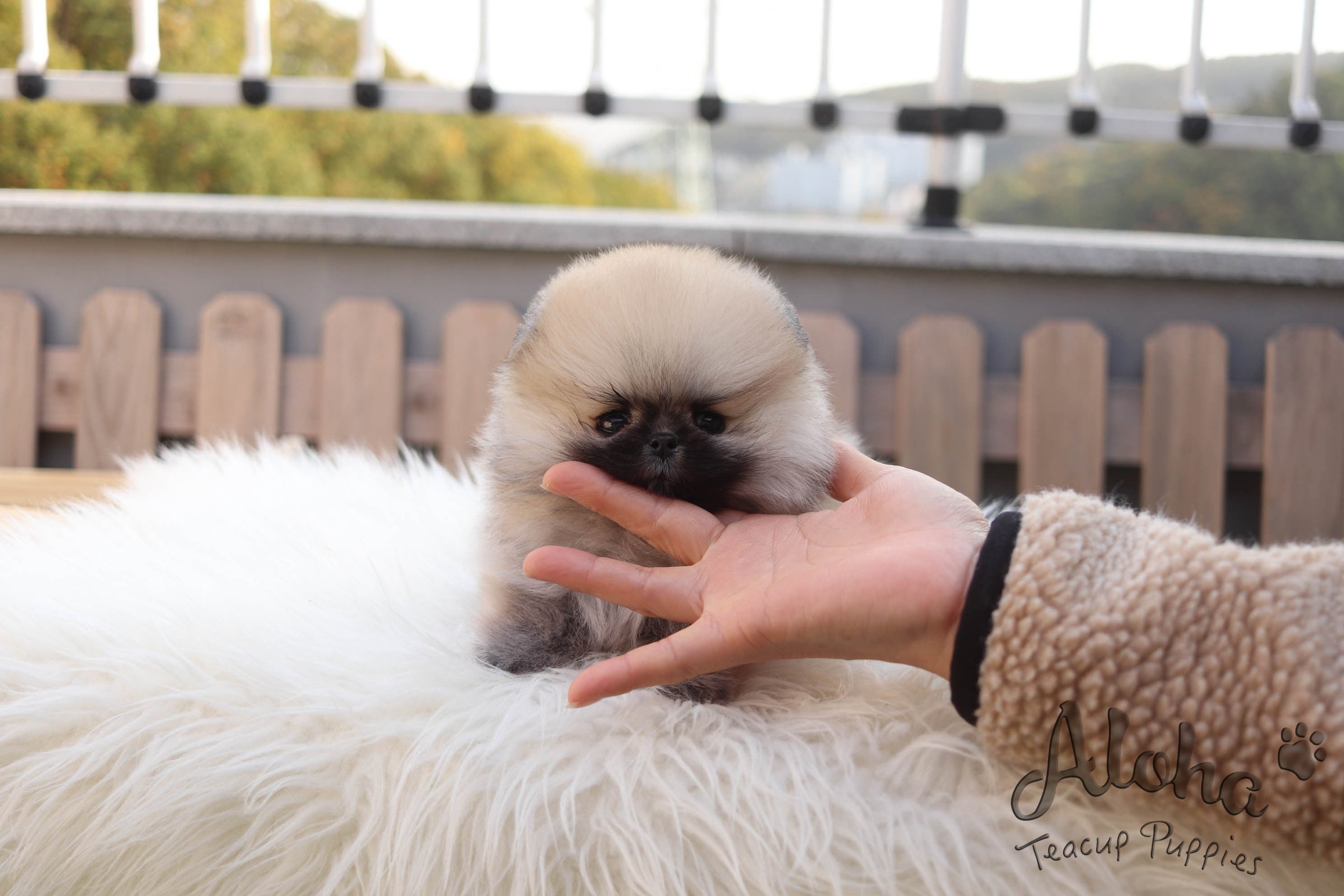 Sold to Timothy, Brownie [TEACUP Pomeranian]