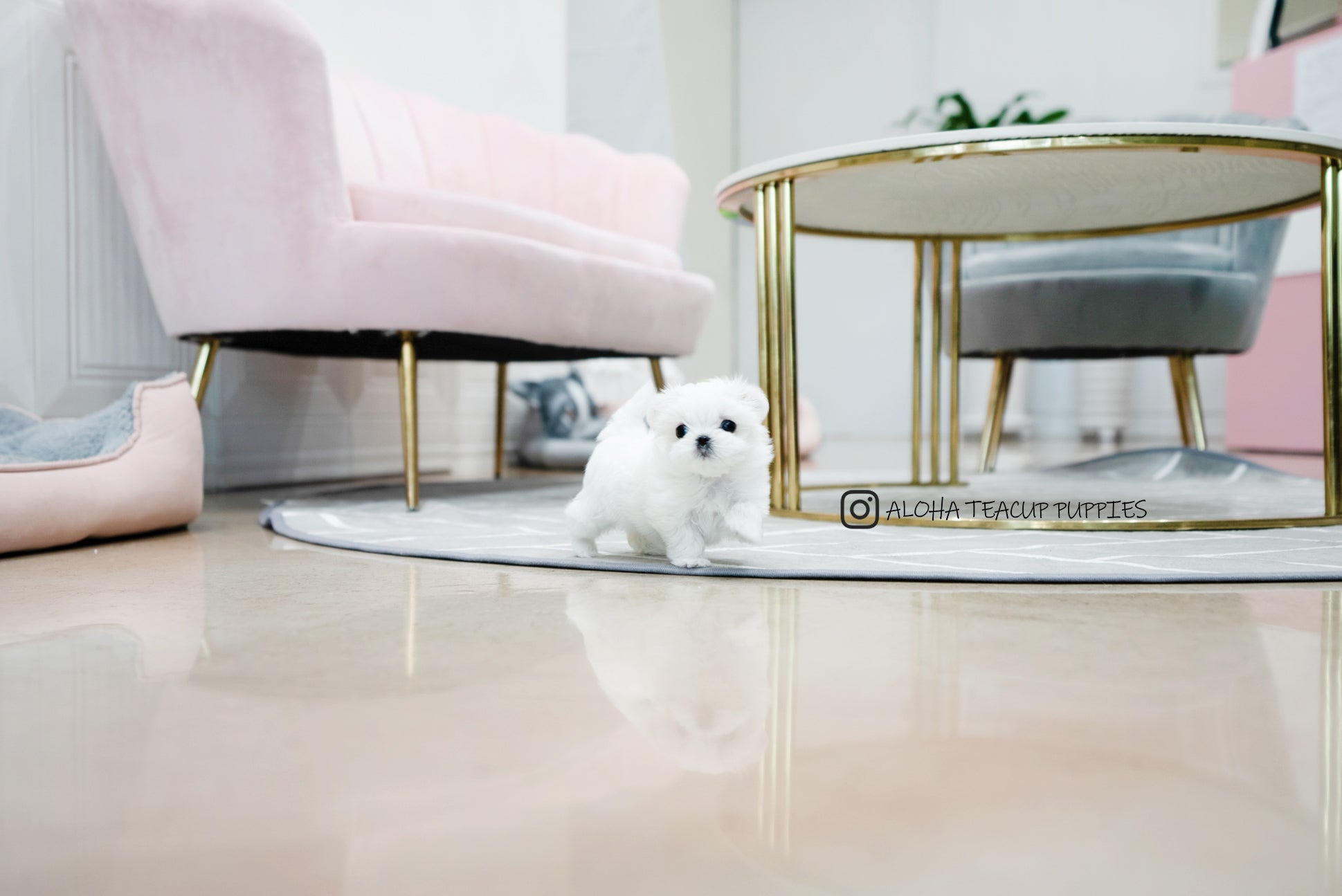 Owen [TEACUP MALTESE]