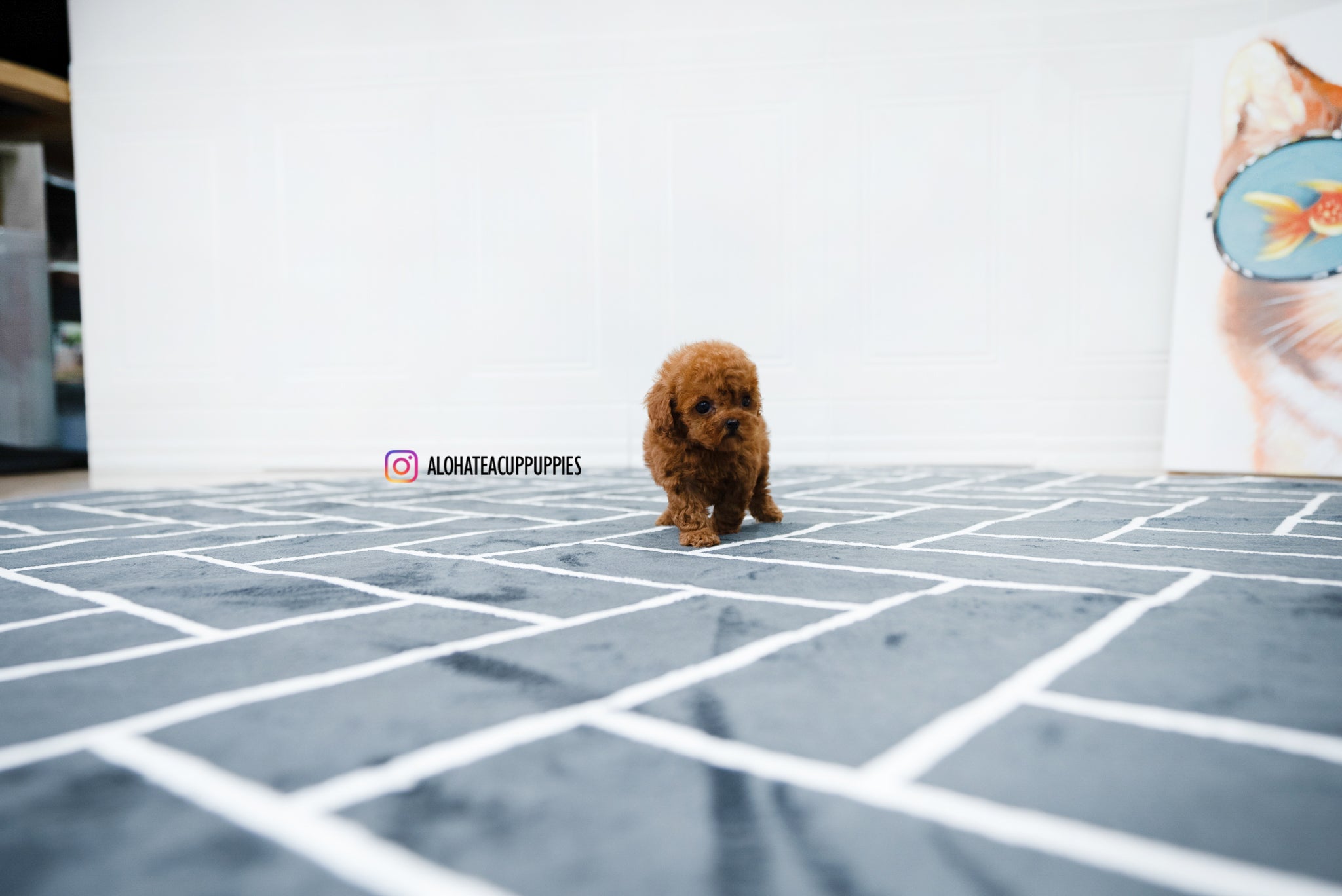 Alice [TEACUP POODLE]