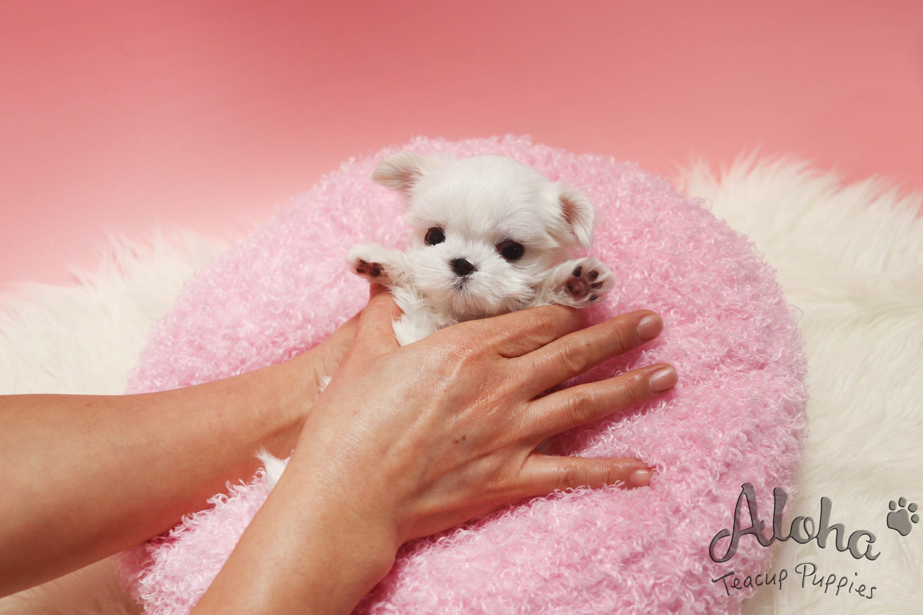 SOPHIE [TEACUP MALTESE]