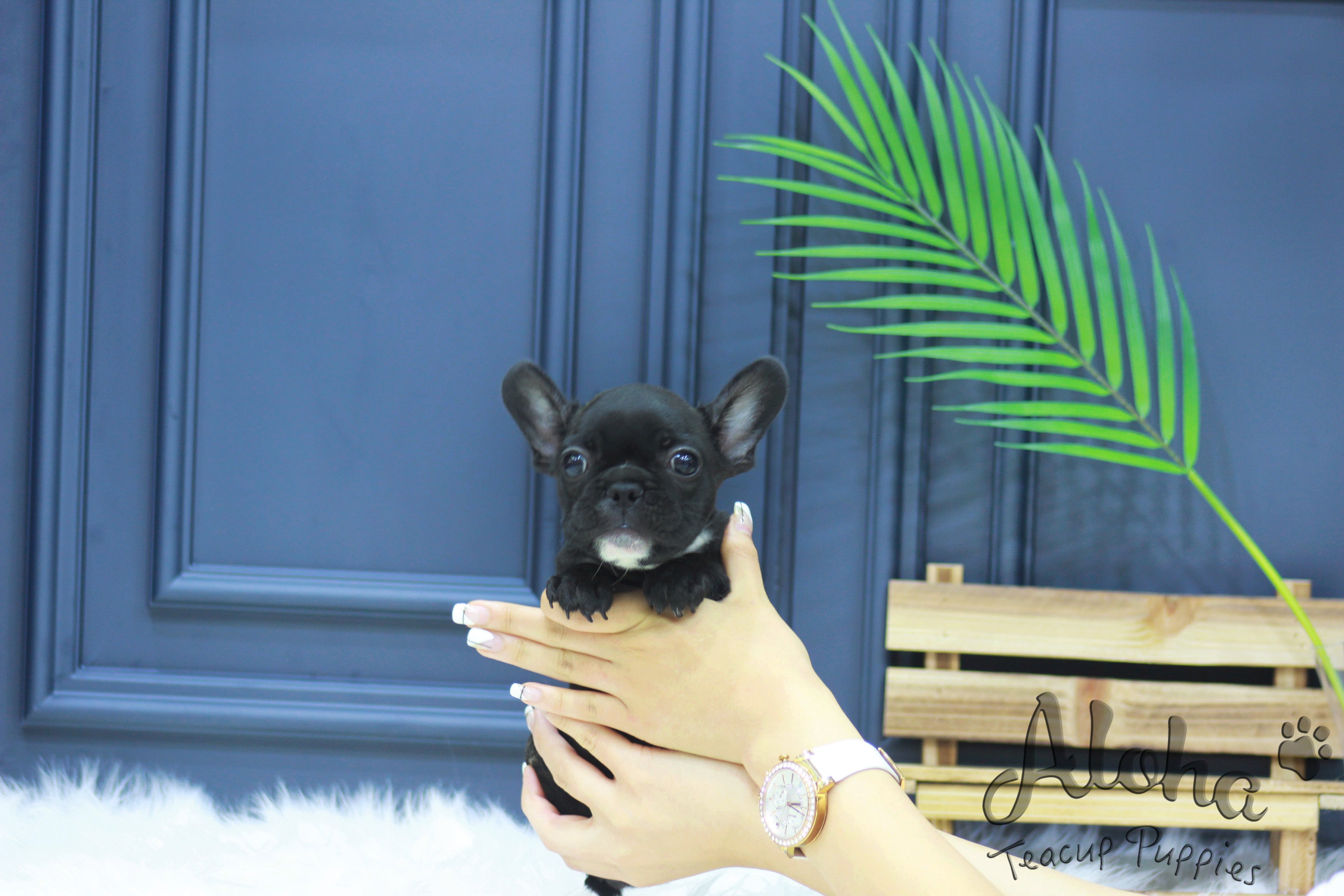 Vendido a Jessie, Baxter [French Teacup]