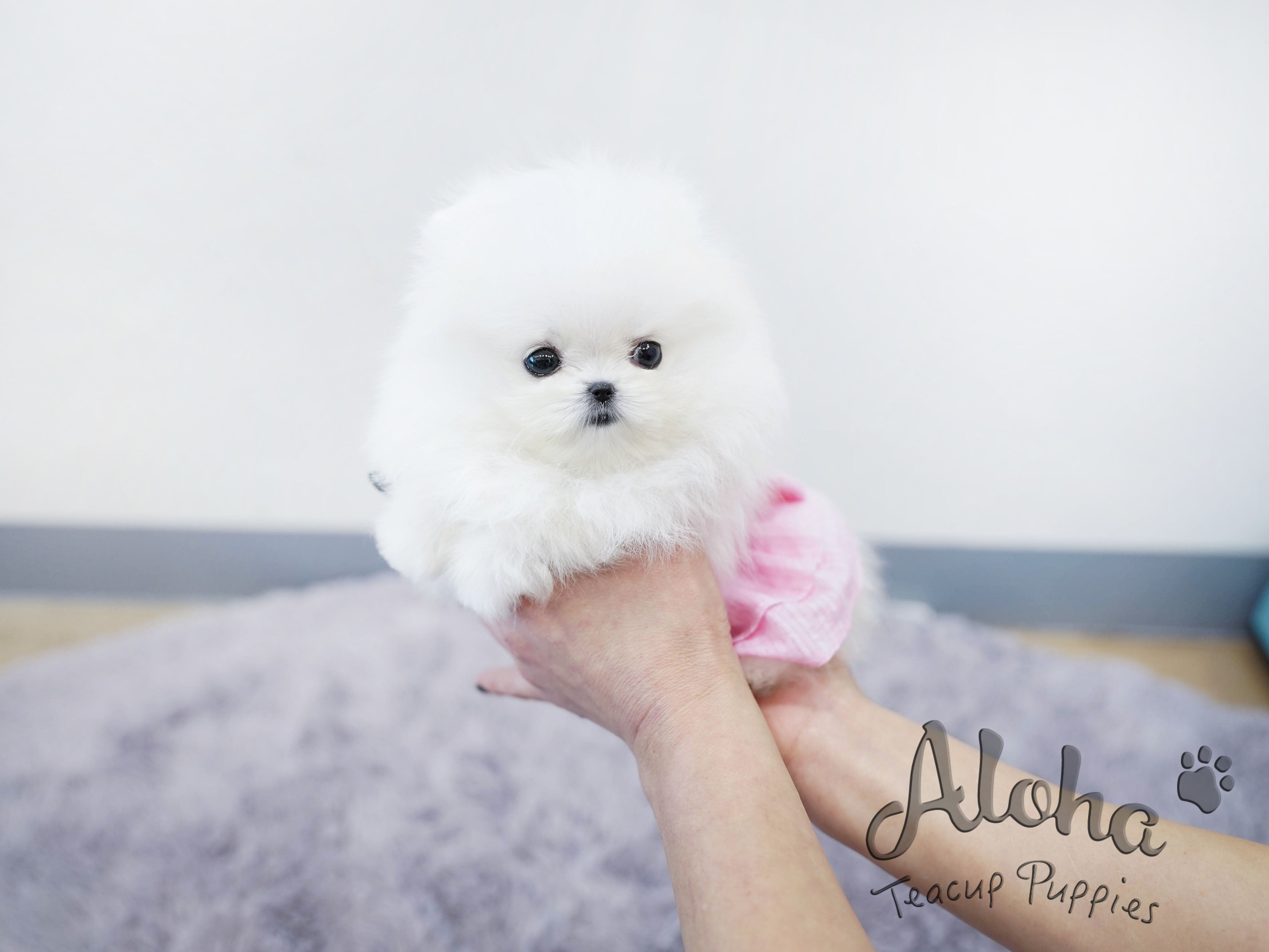 Gelato [TEACUP POMERANIAN]
