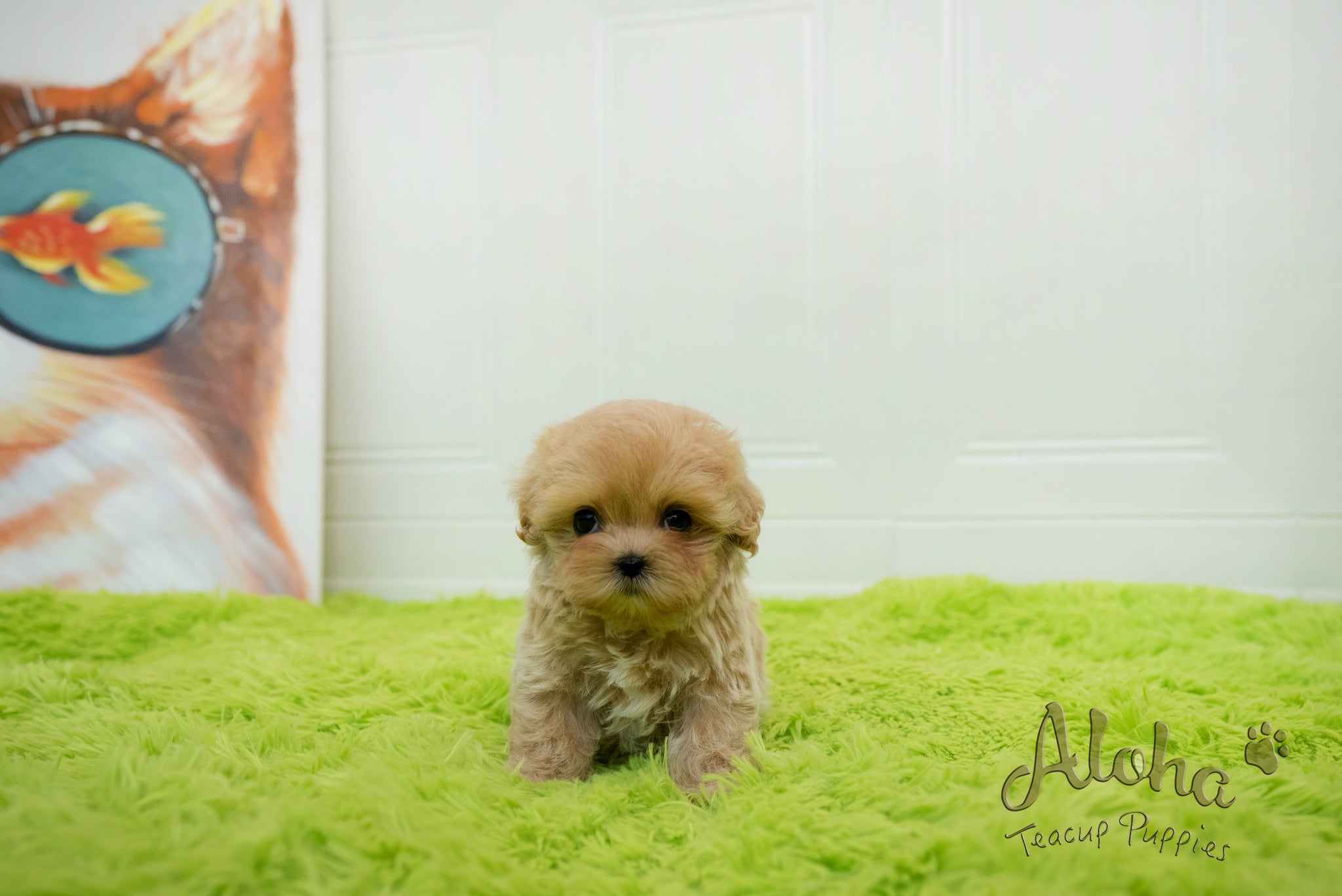 Mia [TEACUP MALTIPOO]
