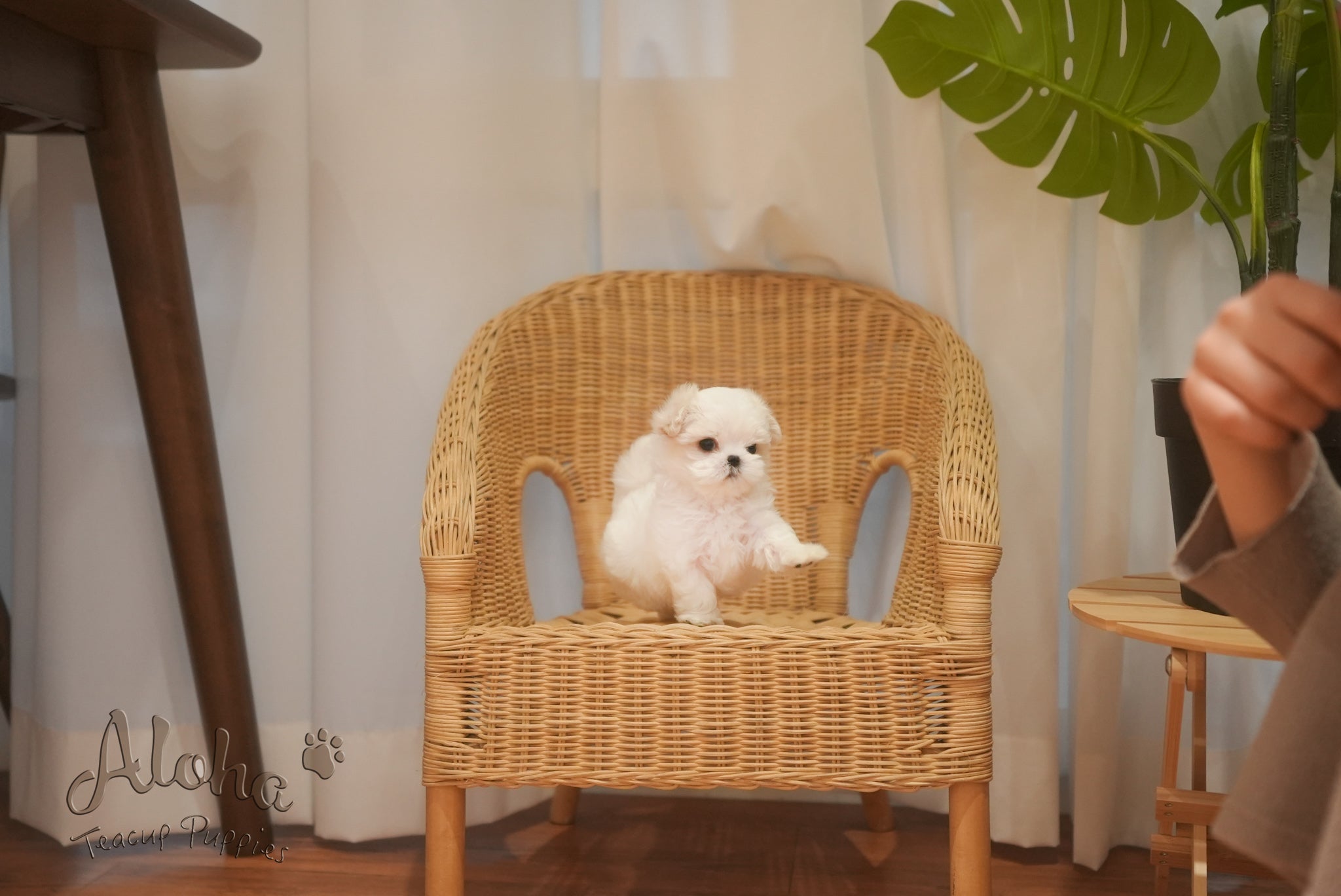 Snow [TEACUP MALTESE]