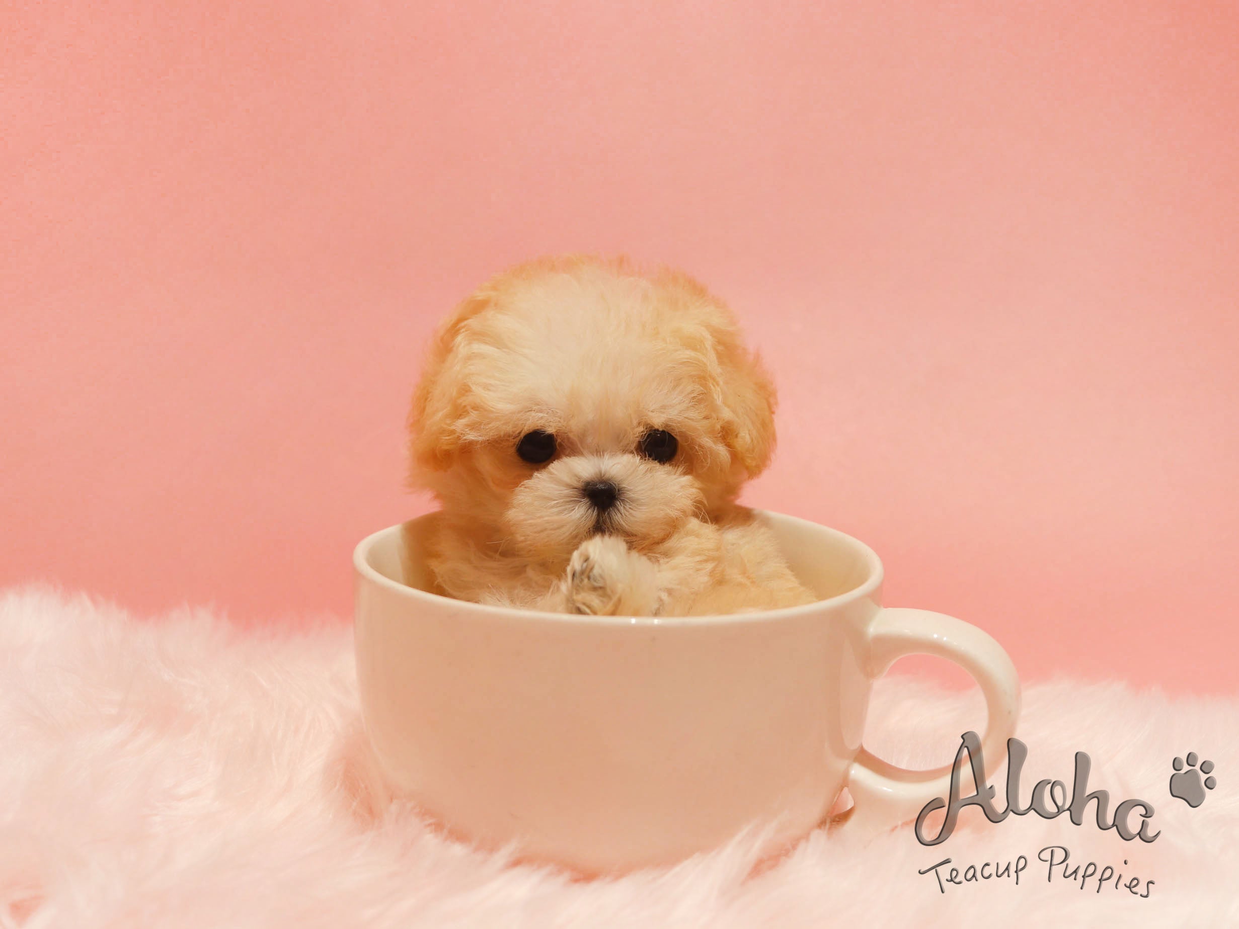Poo [TEACUP POODLE]