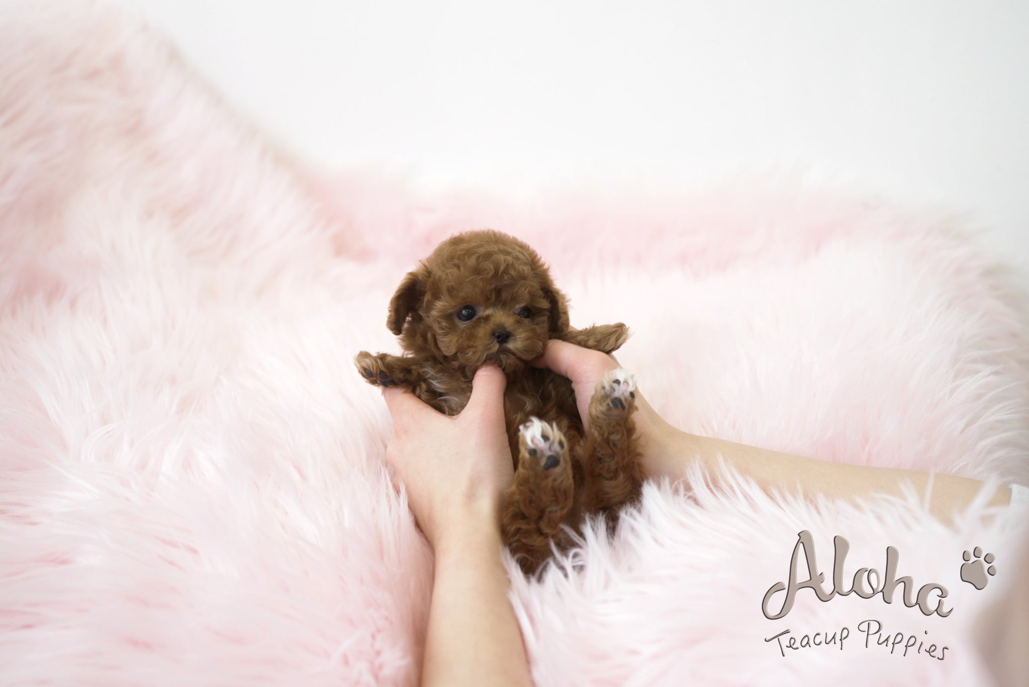 Lizzy [TEACUP POODLE]