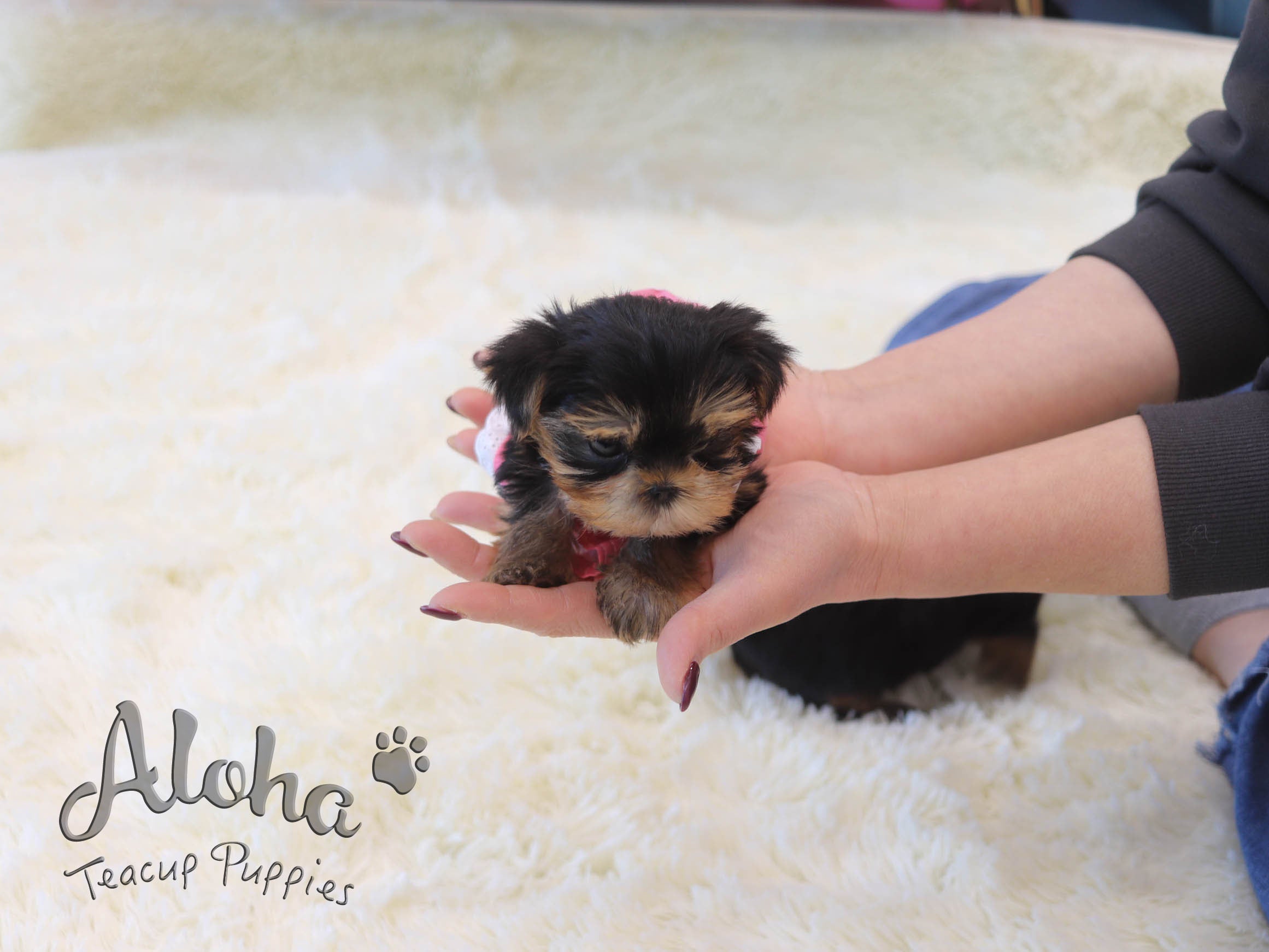 Pie [TEACUP Yorkie]