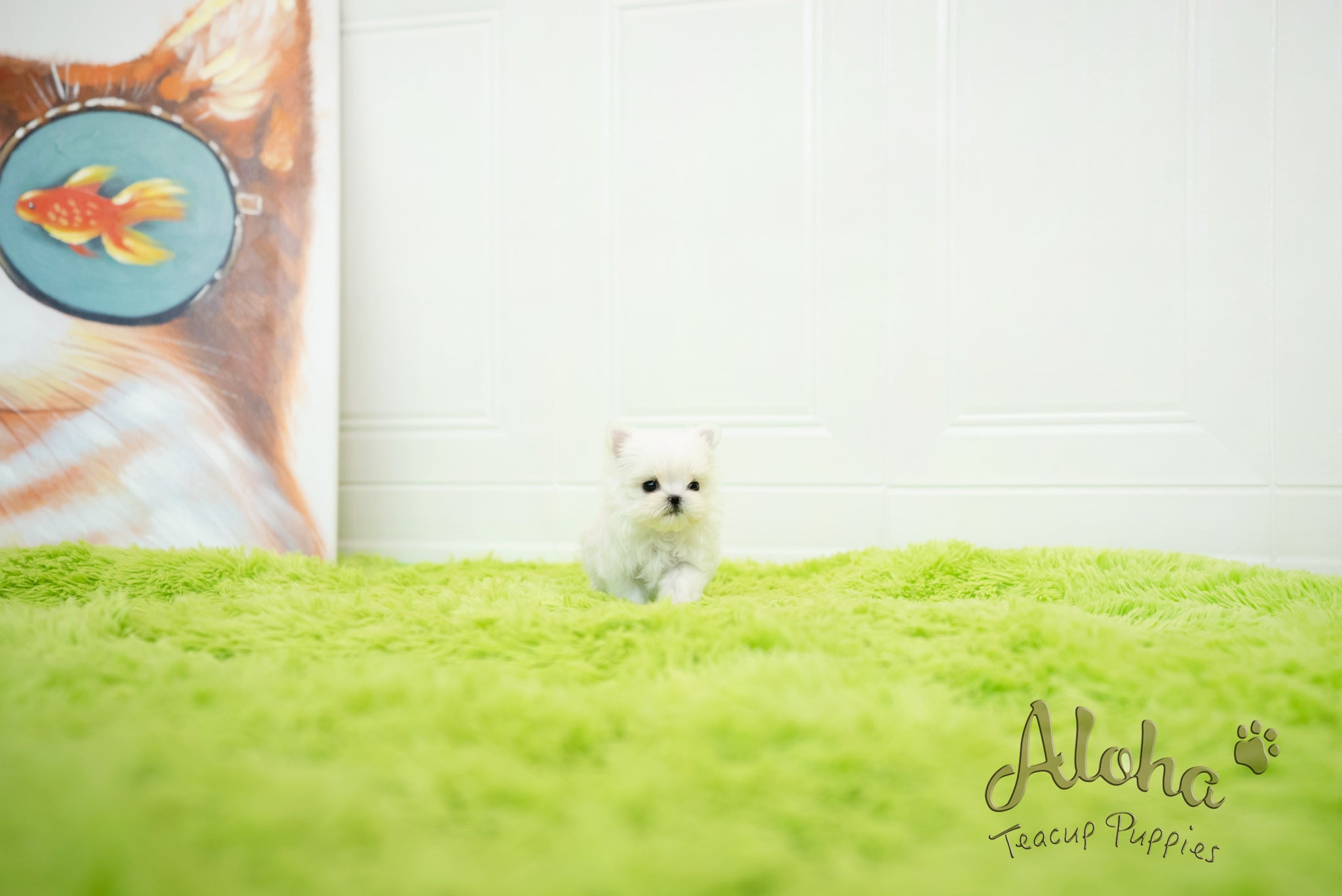Sophia [TEACUP MALTESE]