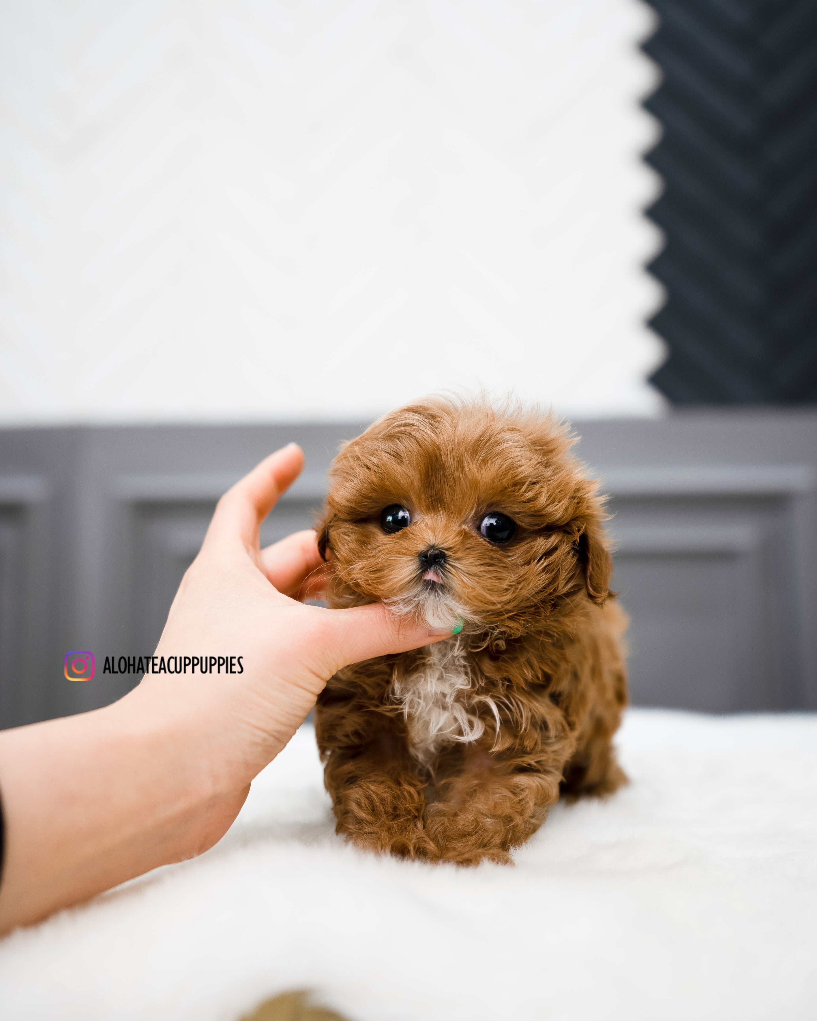 Nicol [TEACUP MALTIPOO]