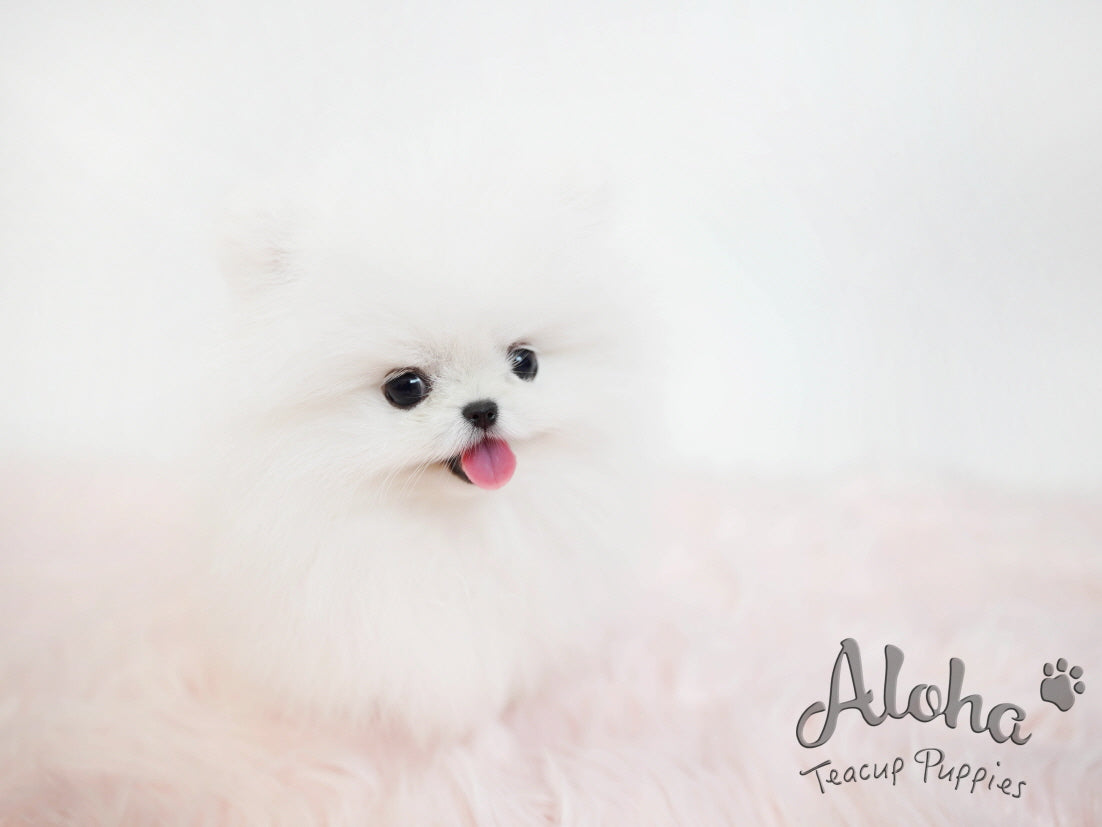 Toby [TEACUP POMERANIAN]