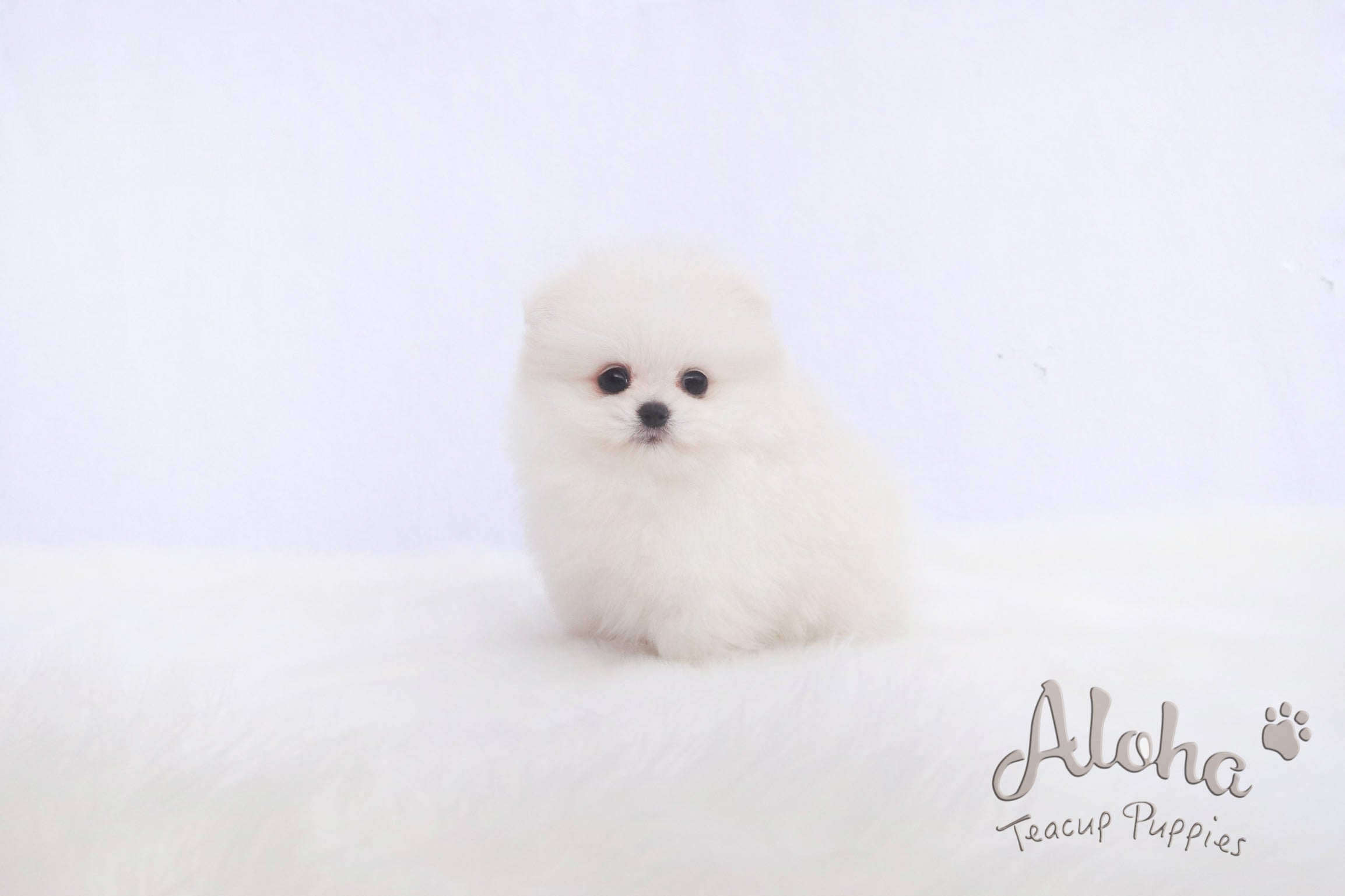 Sold to Roberto, Fiona [TEACUP POMERANIAN]