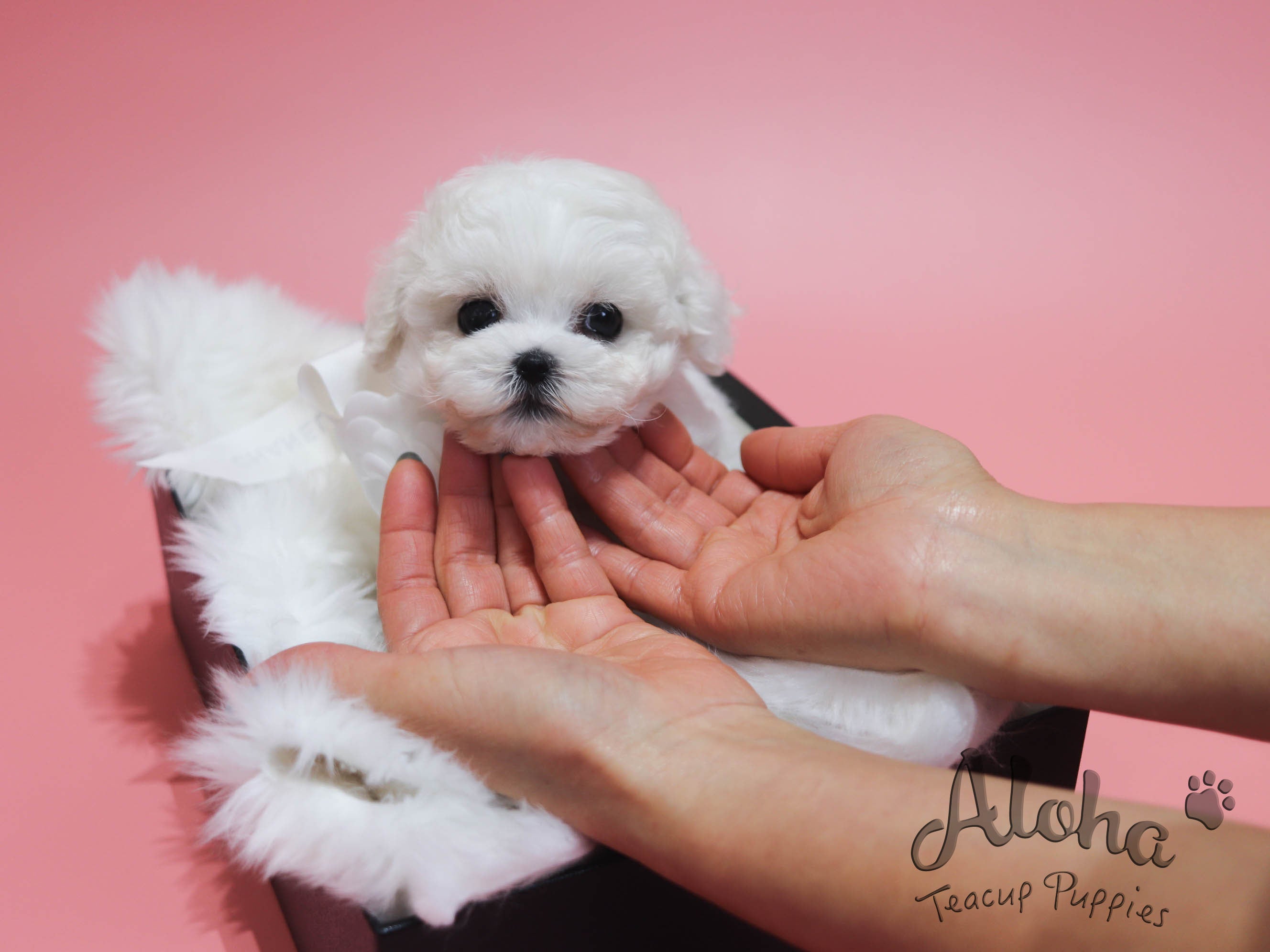 CHANEL [TEACUP BICHON]
