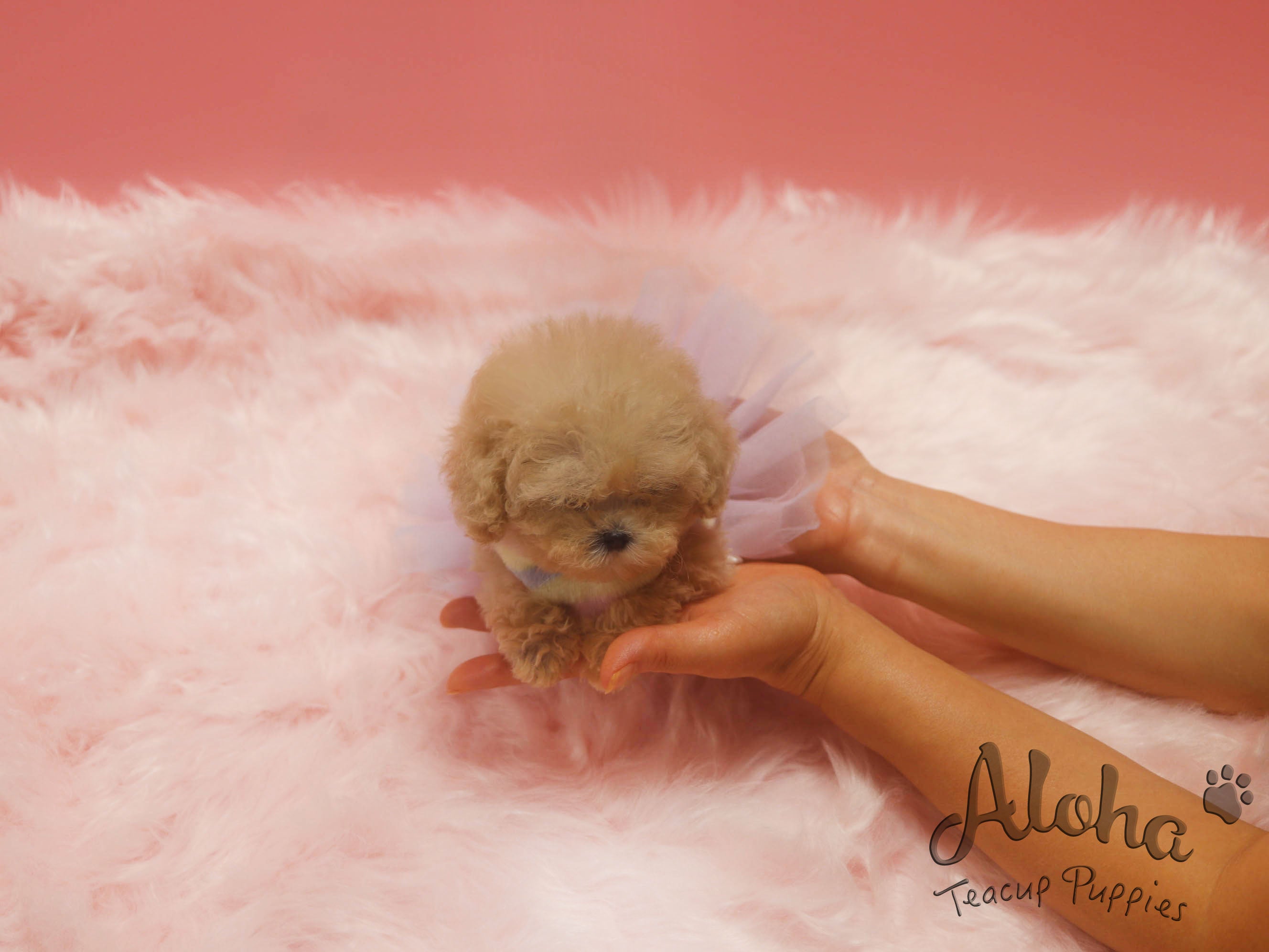 Ringo [TEACUP MALTIPOO]