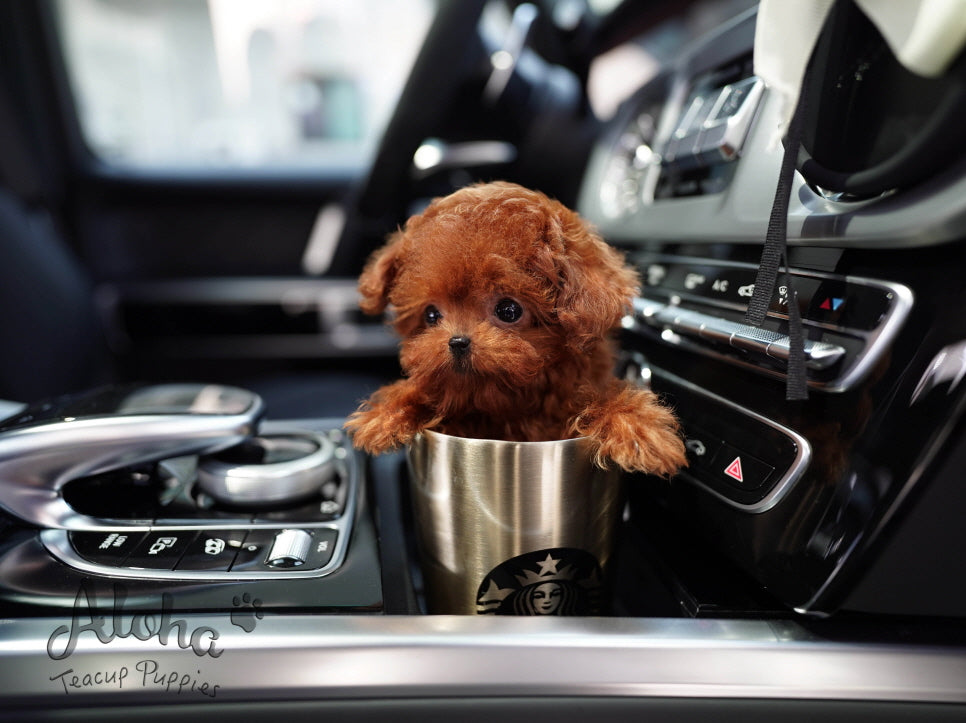 Buster [Micro POODLE]