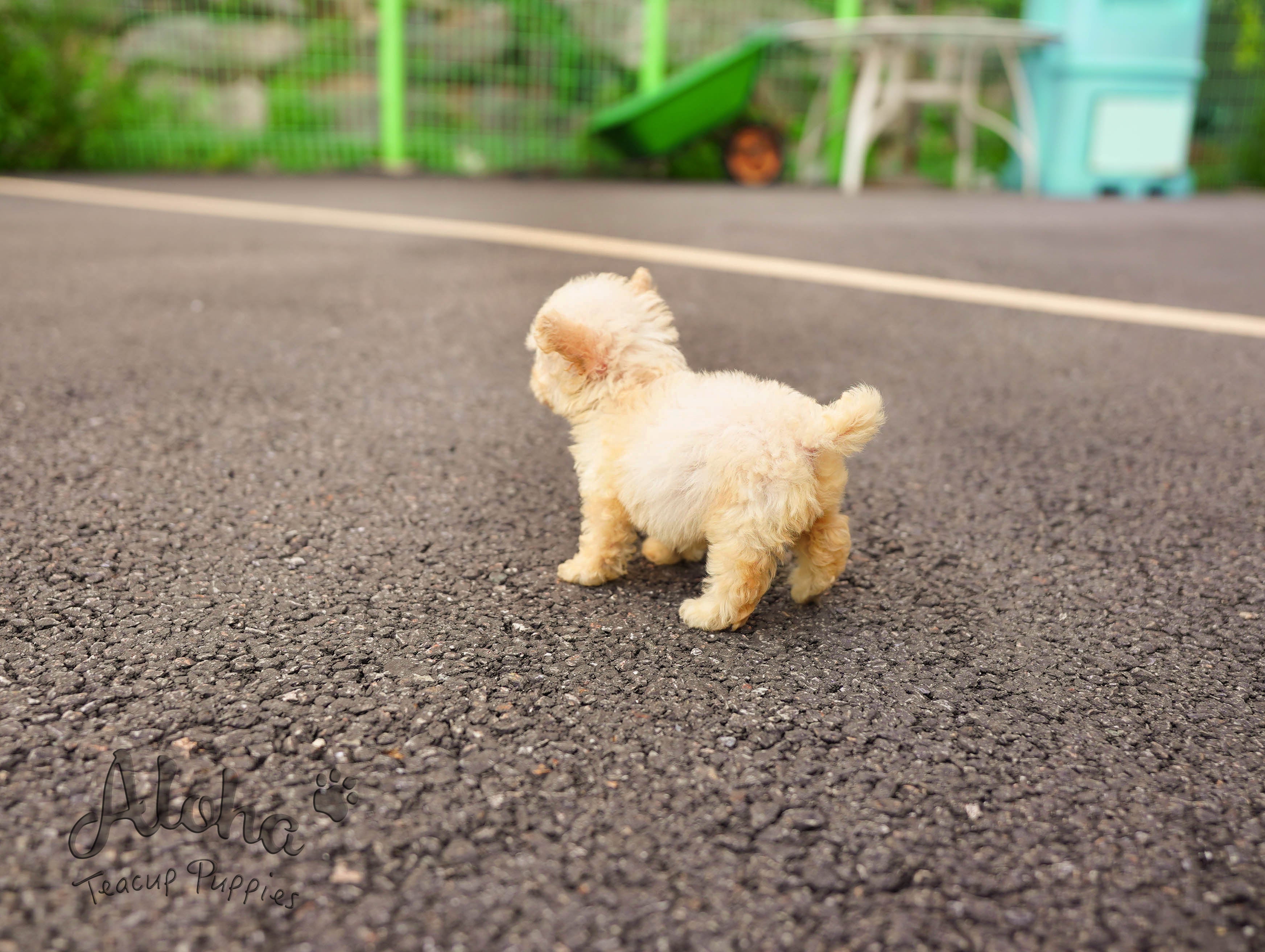Haribo [TEACUP POODLE]