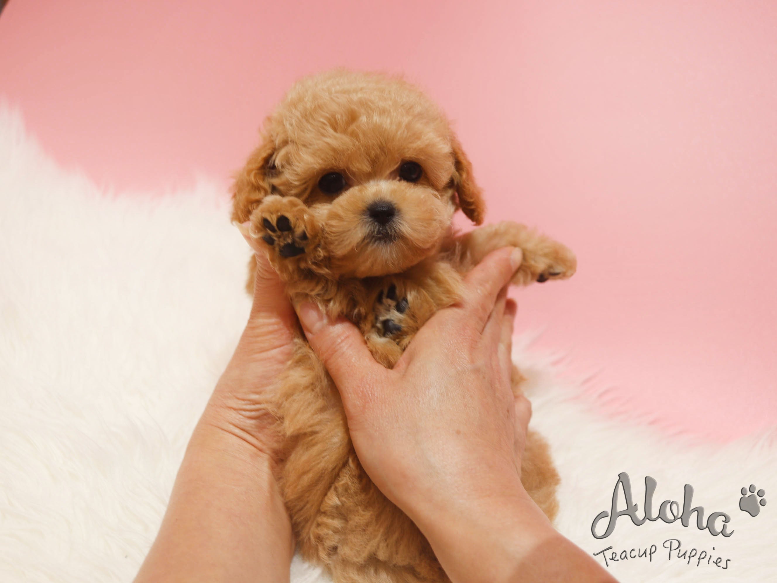 DIOR [TEACUP POODLE]