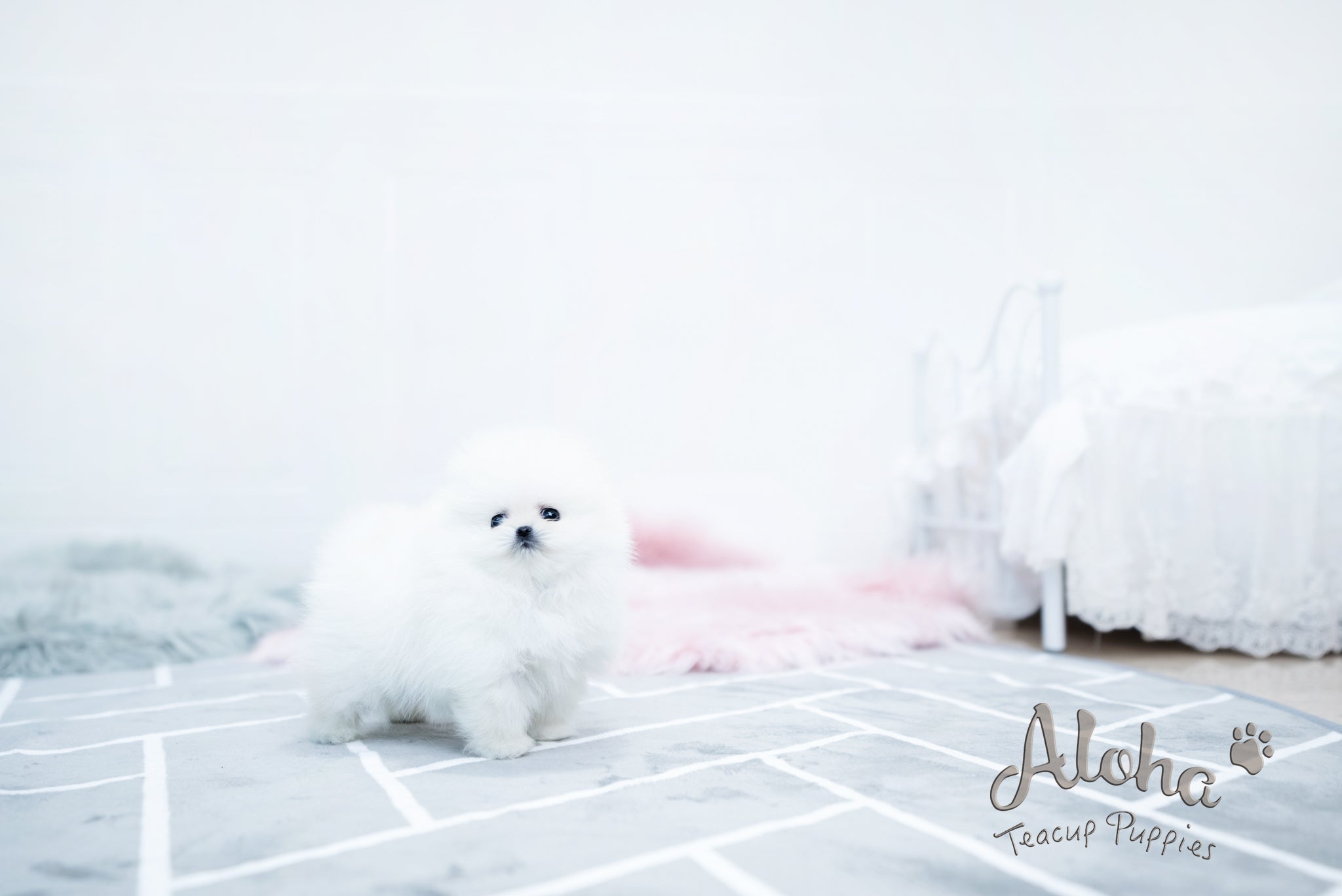 Bear [TEACUP POMERANIAN]